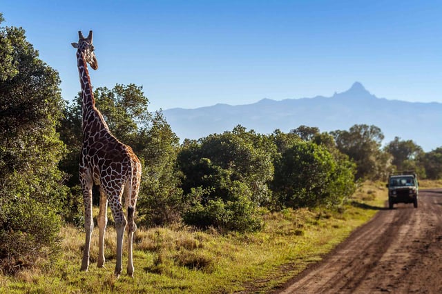 Giraffe Looking At Tourists In The African Savannah