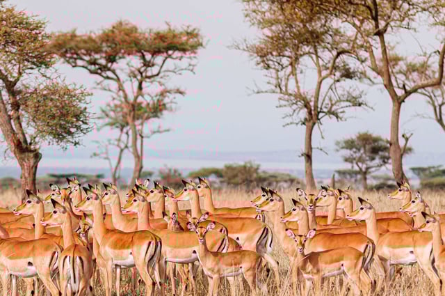 Tanzania eVisa for Ethiopia Citizens