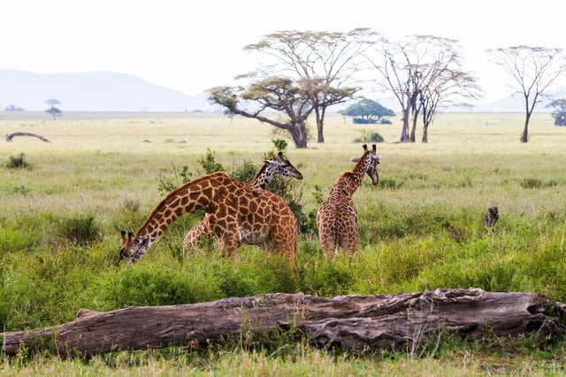 Tanzania eVisa for Ireland Citizens