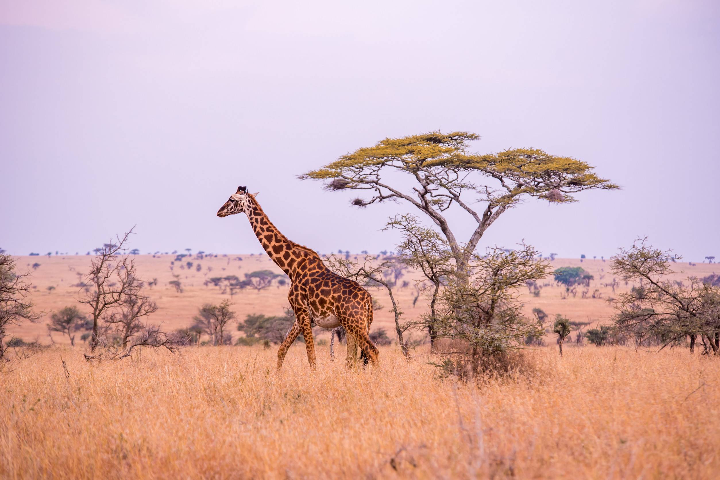 A Giraffe In Serengeti National Park