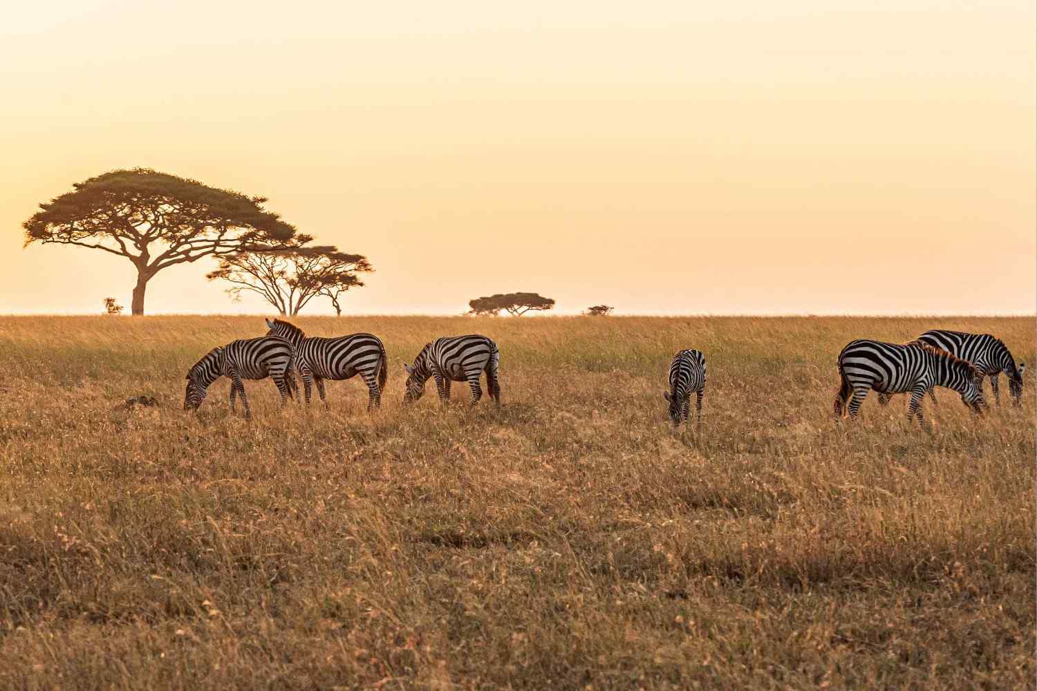 A Herd Of Zabras In Serengeti National Park