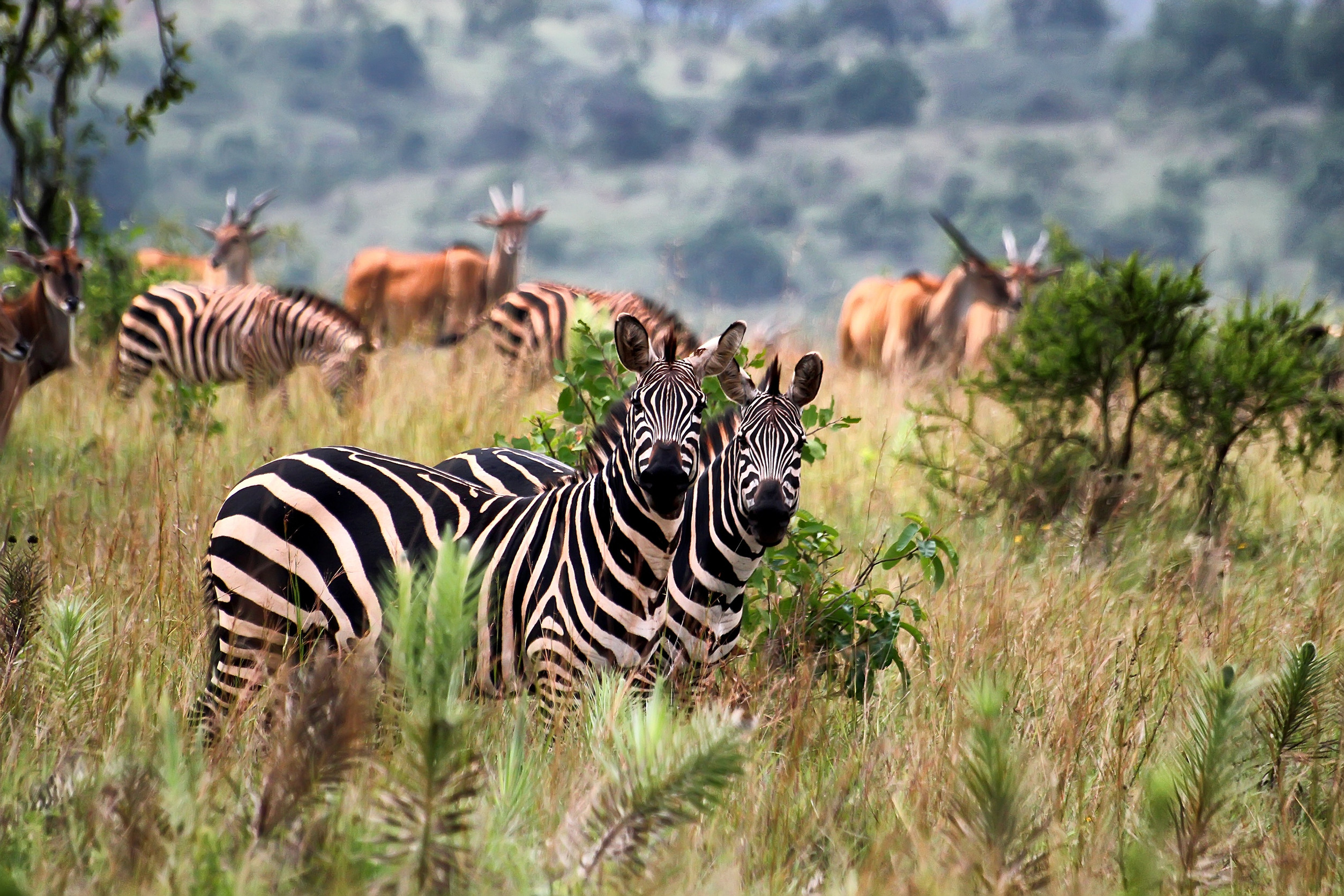 Akagera National Park Rwanda’s Safari Destination