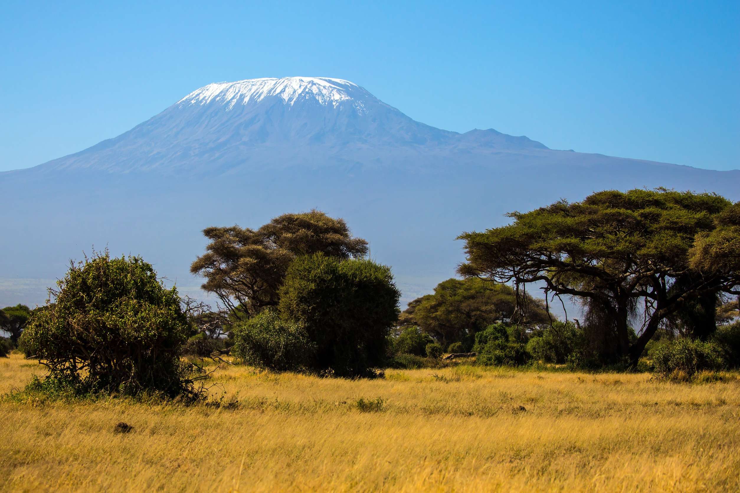 Amboseli Park Is The Most Visited Park The Snow Peak Of Kilimanjaro Savanna With Bushes And Desert
