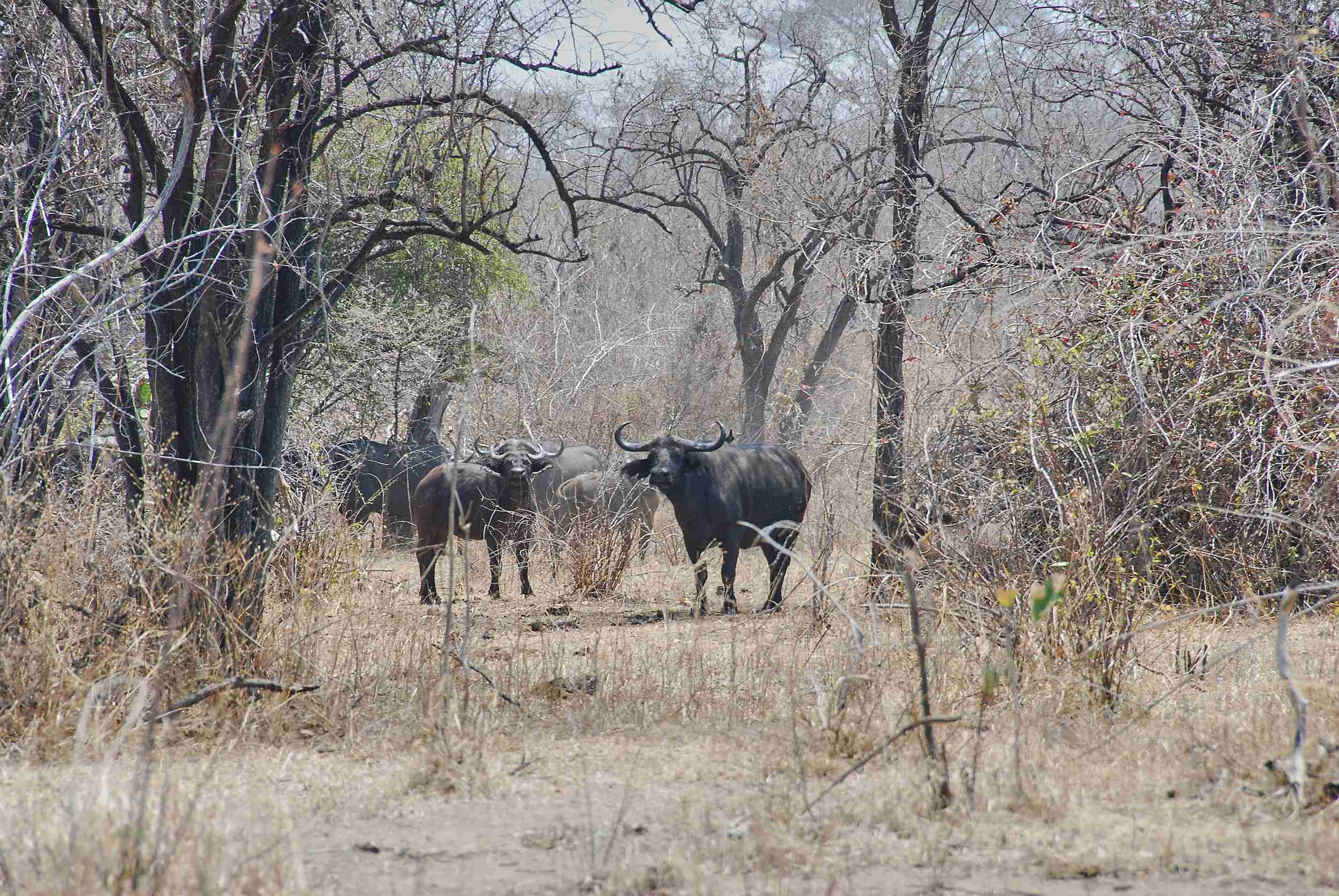 Buffalo Herd In Ruaha National Park In Tanzania