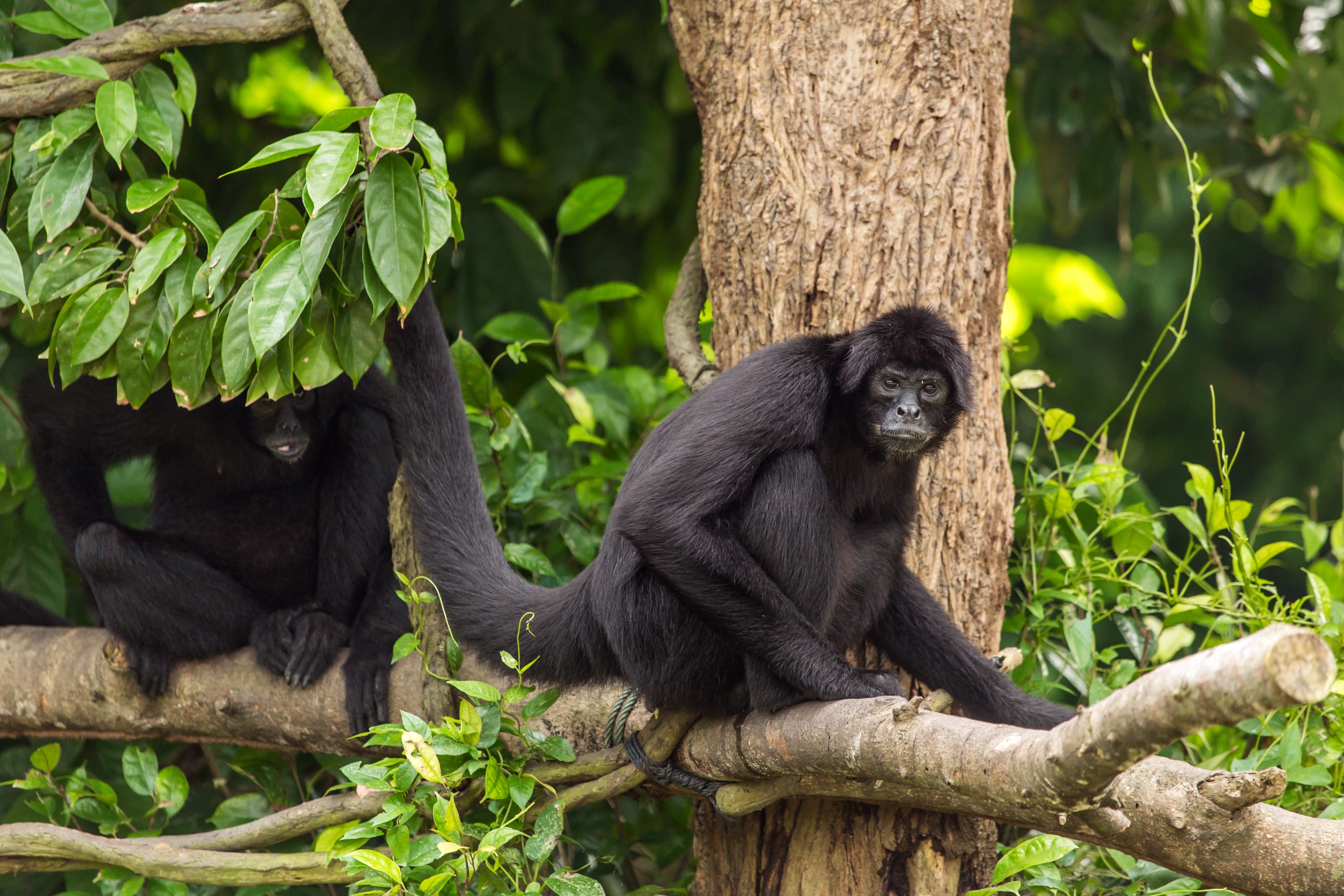 Chimpanzee Tracking