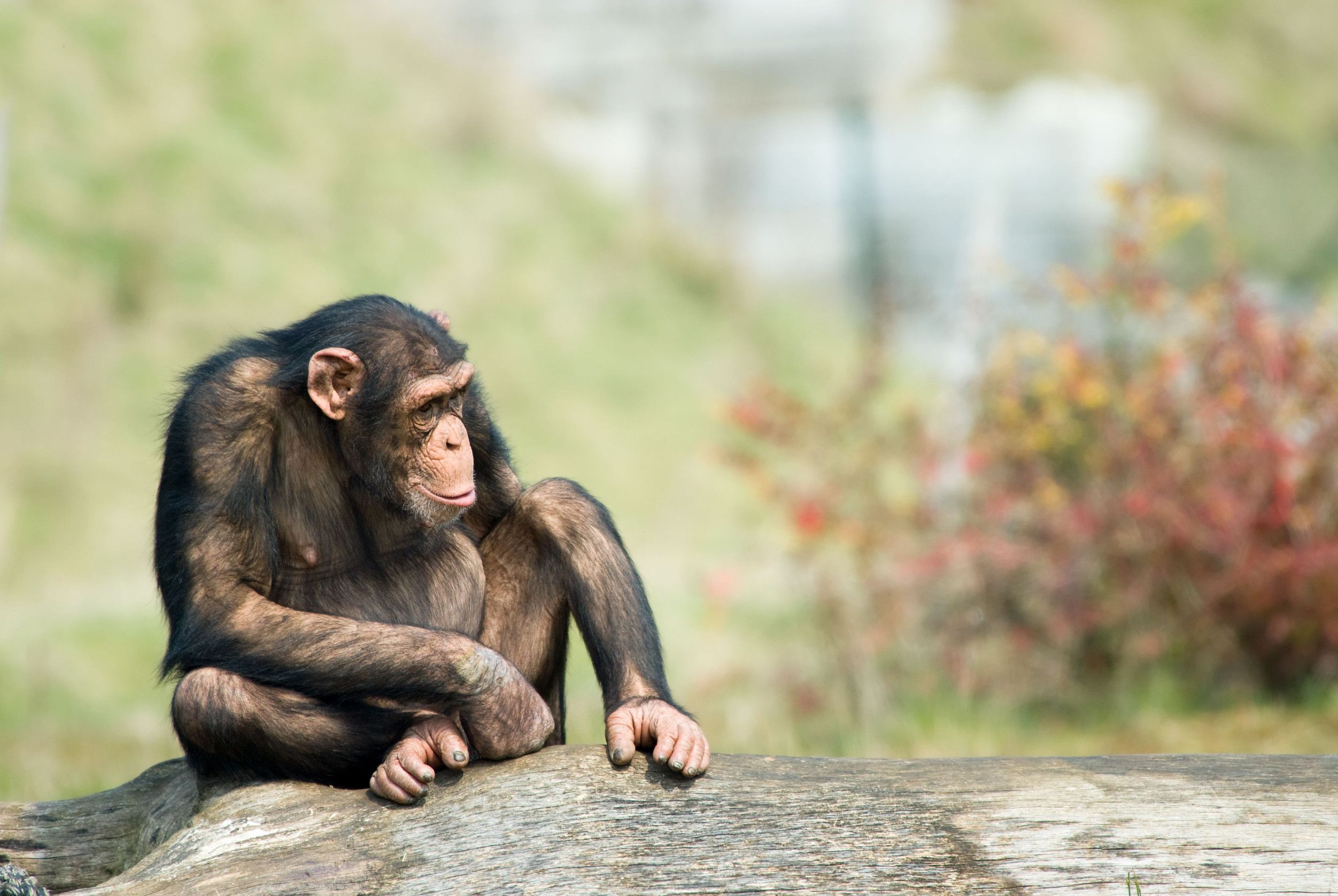 Chimpanzee Sitting On A Rock