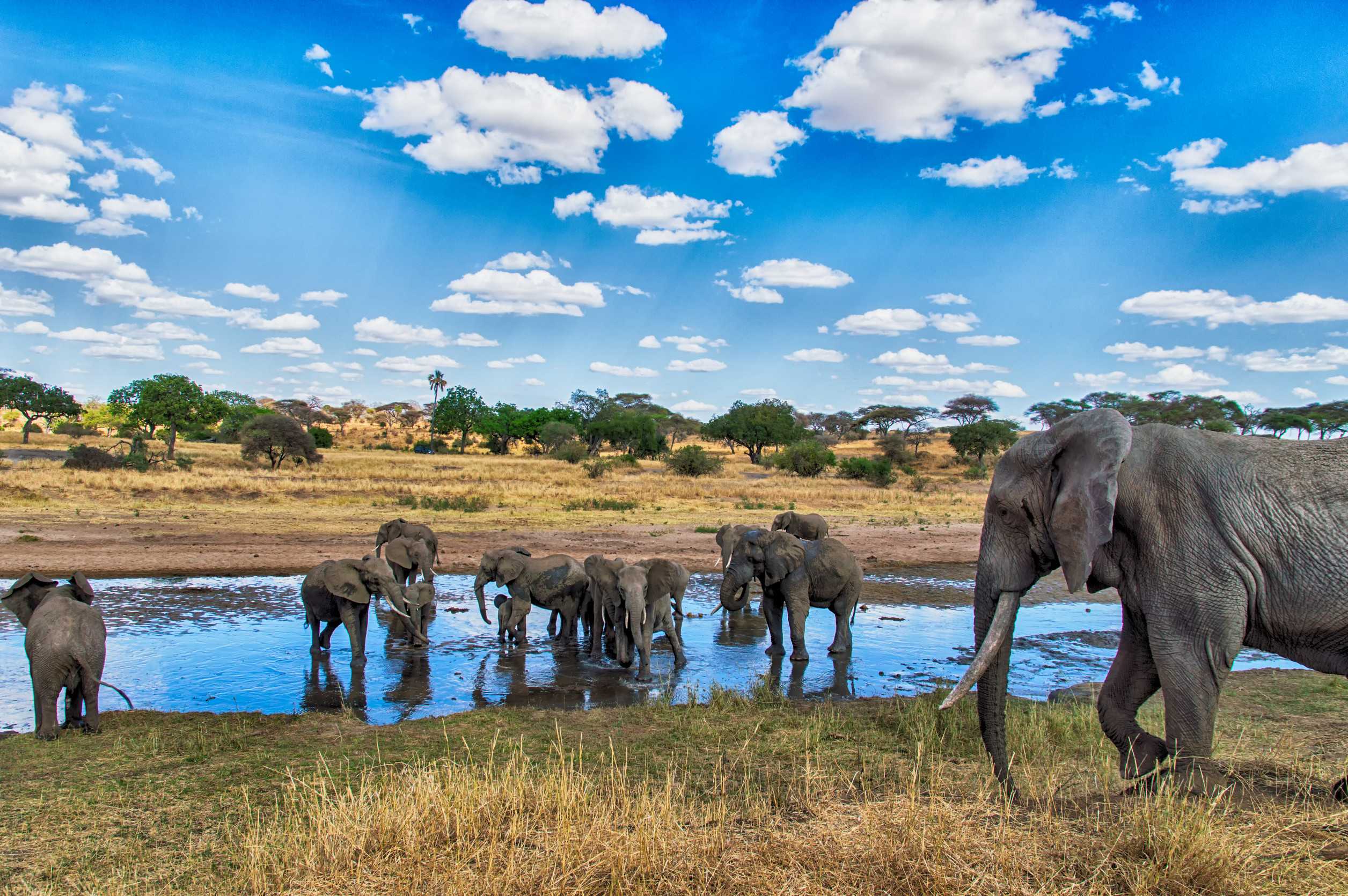 Elephant Herd At A Waterhole In Serengeti National Park