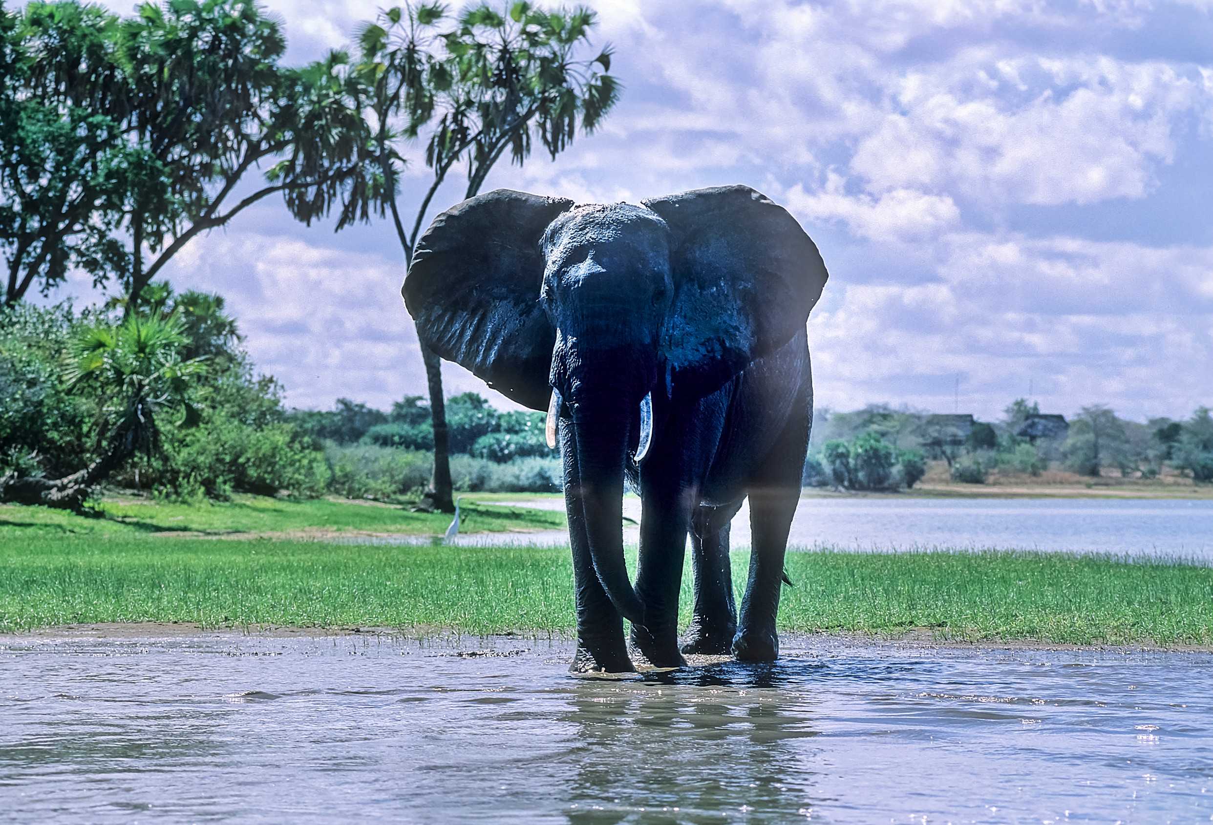 Elephant In Selous Game Reserve