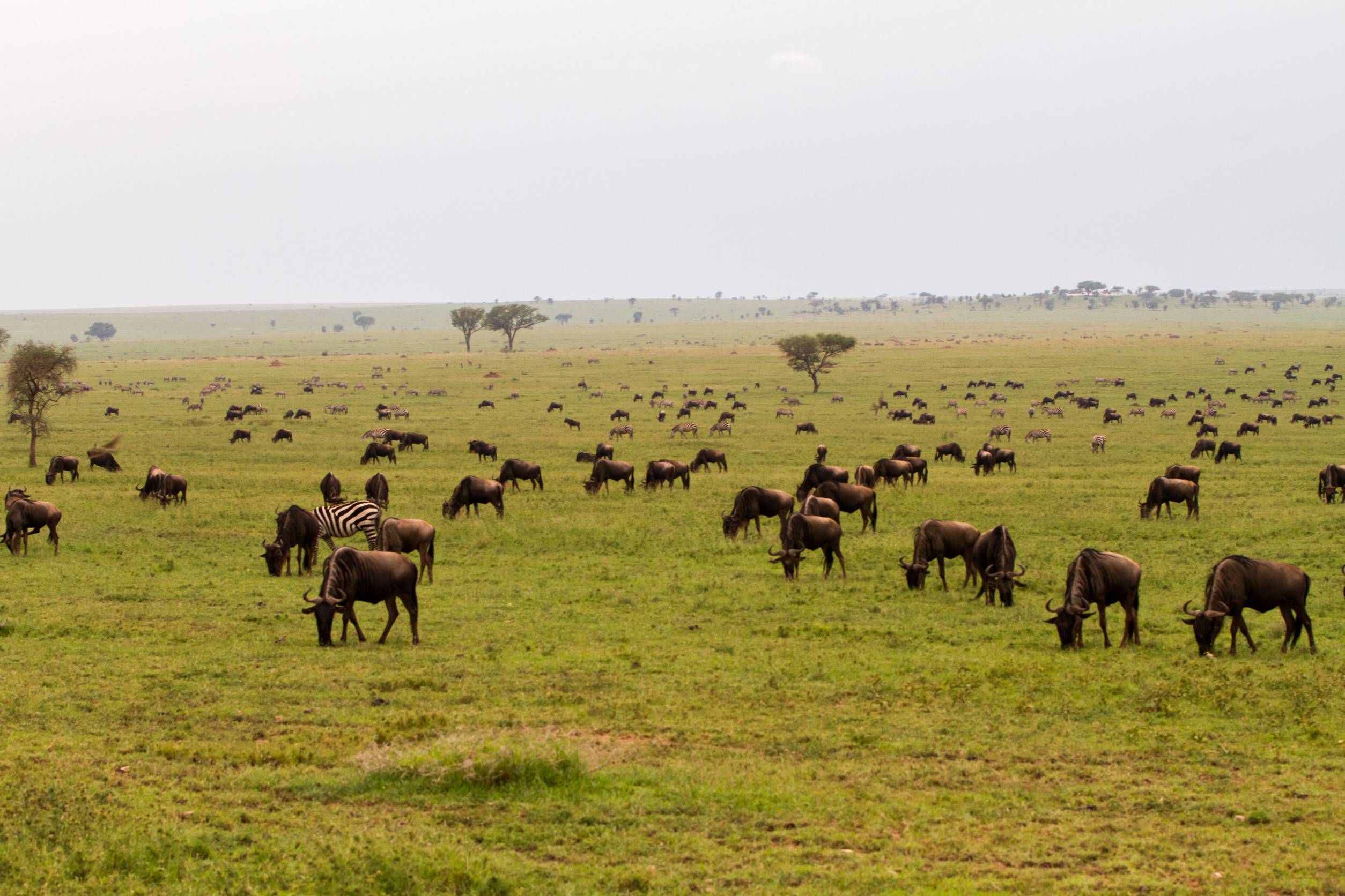 Field With Zebras Equus And Blue Wildebeest