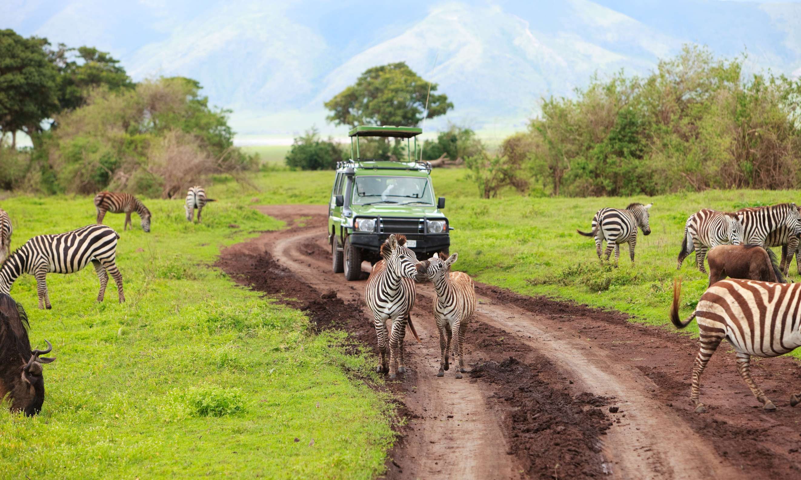 Game Drive Safari Car On Game Drive With Animals Around Ngorongoro Crater In Tanzania