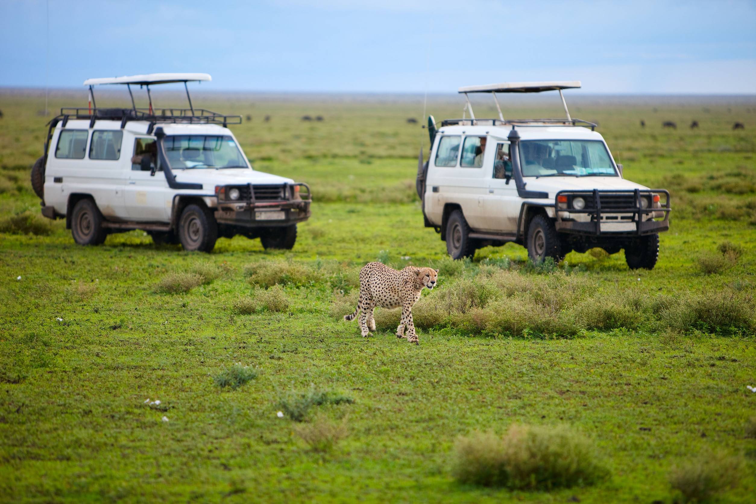 Game Drive Safari Cars On Game Drive With Cheetah In Front Of Cars