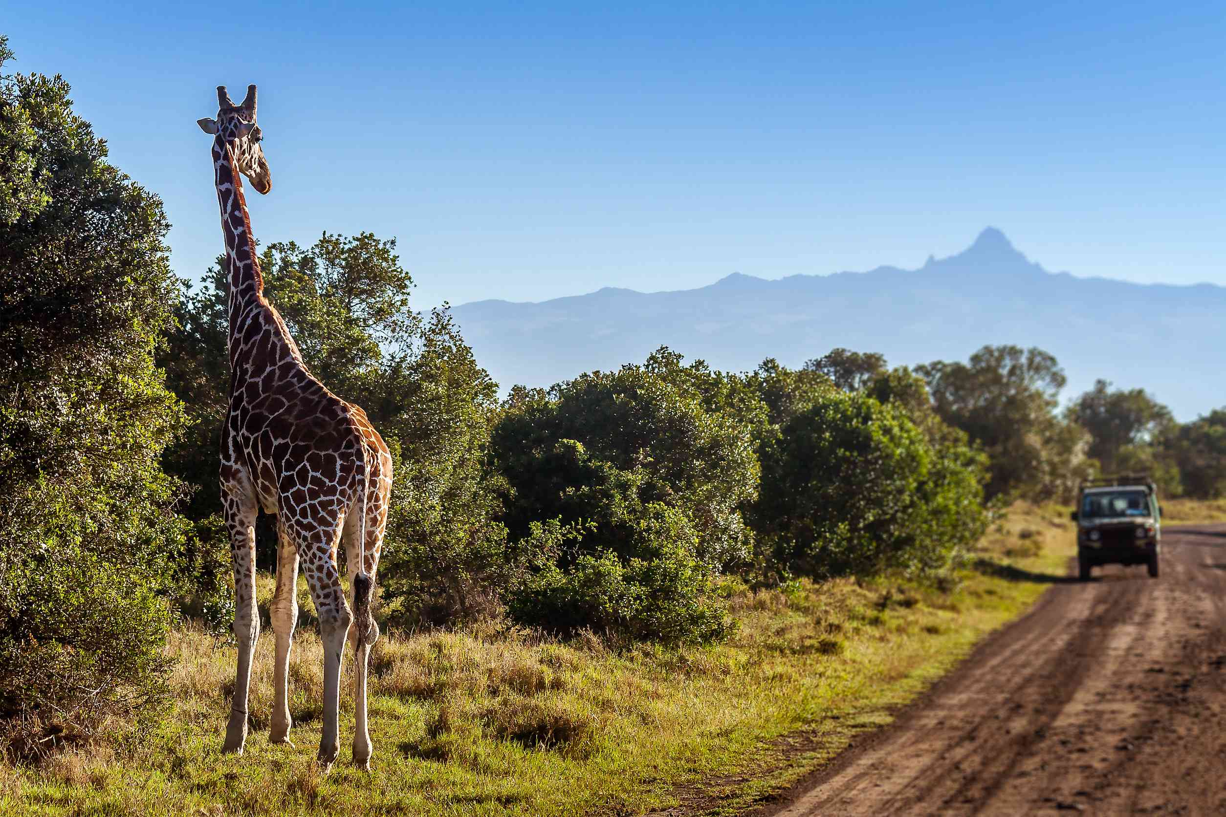 Giraffe Looking At Tourists In The African Savannah