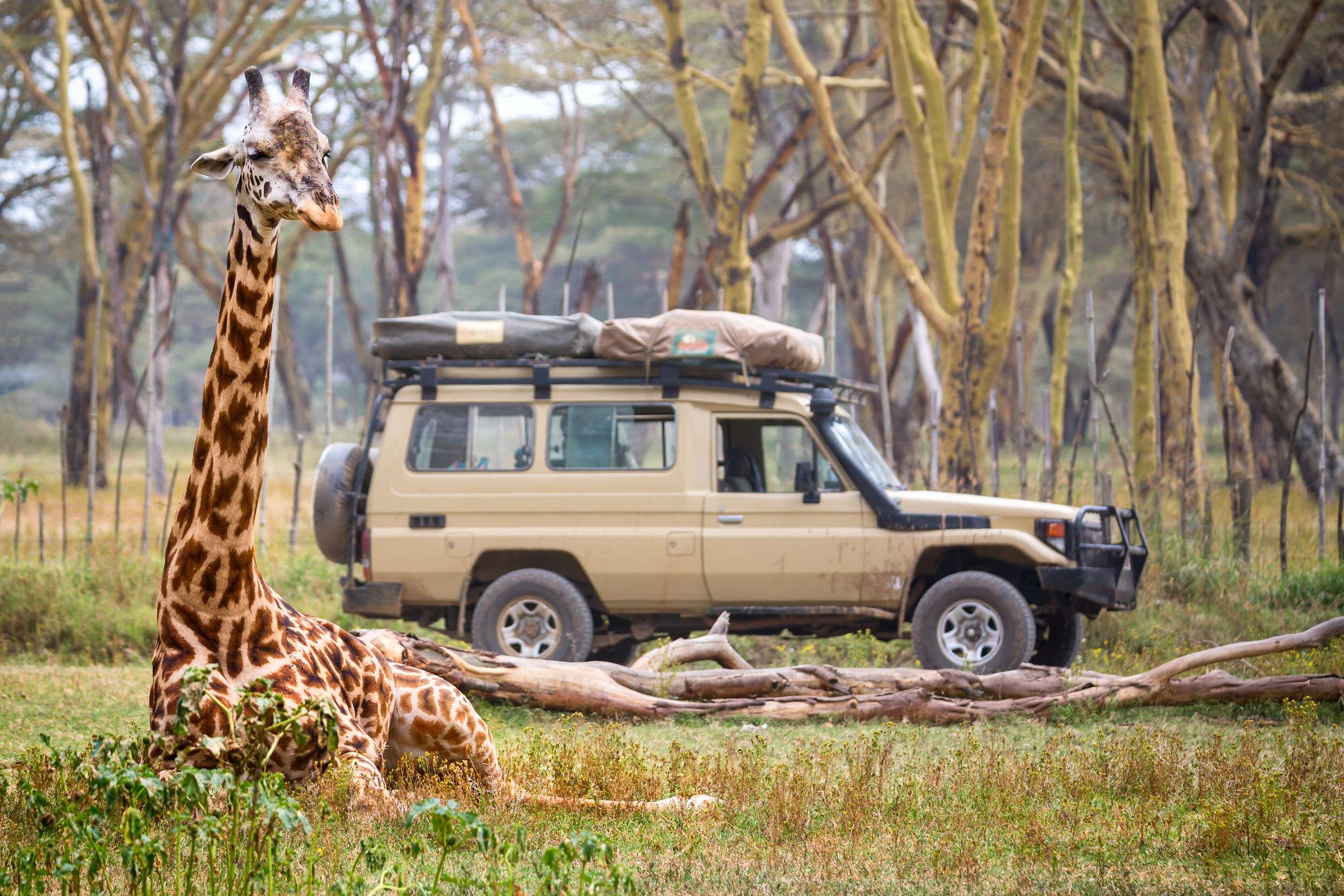 Giraffe Near Safari Car In National Park Kenya Safari Conceptjpg