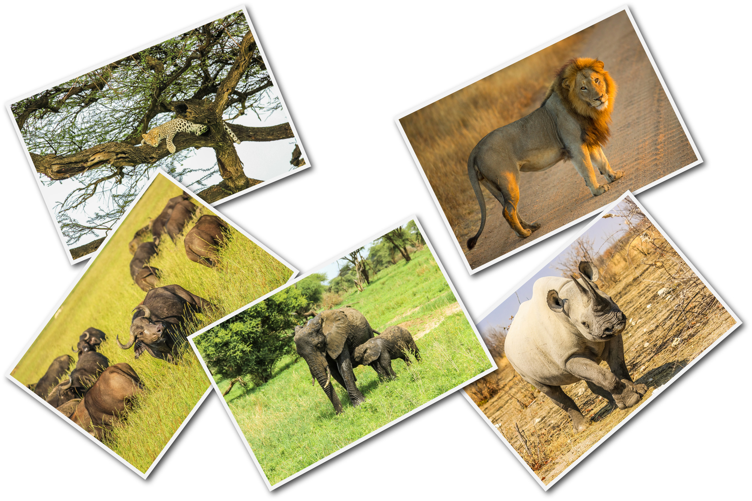 Tanzania A Leading Global Destination for Viewing the “Big 5”