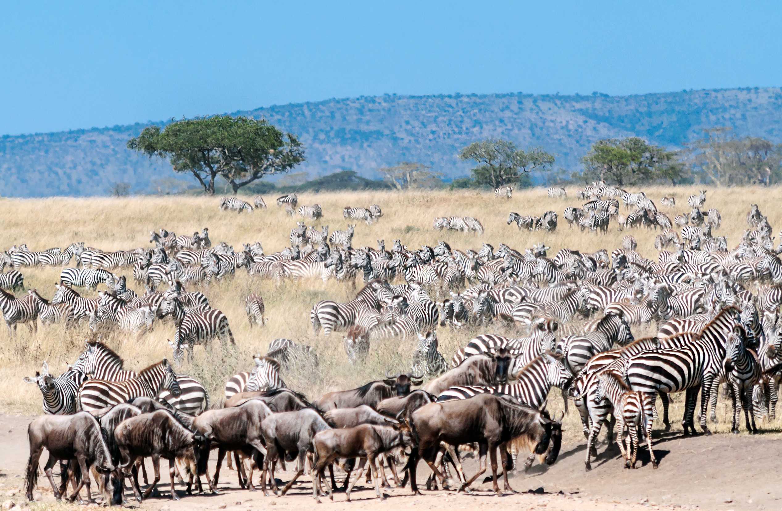 Great Migration In Serengeti National Park