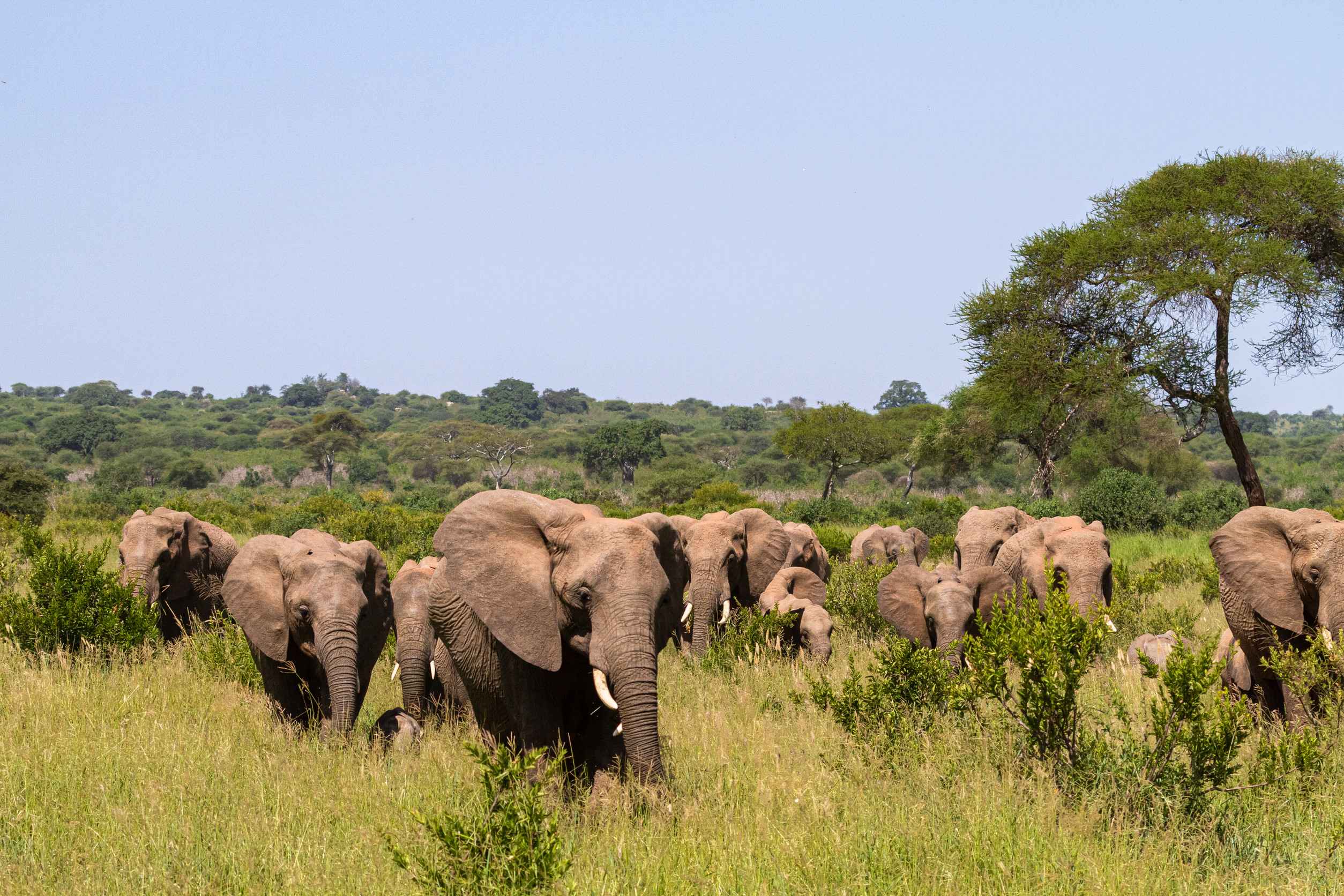 Herd Of Elephants From Tarangire In Tanzania