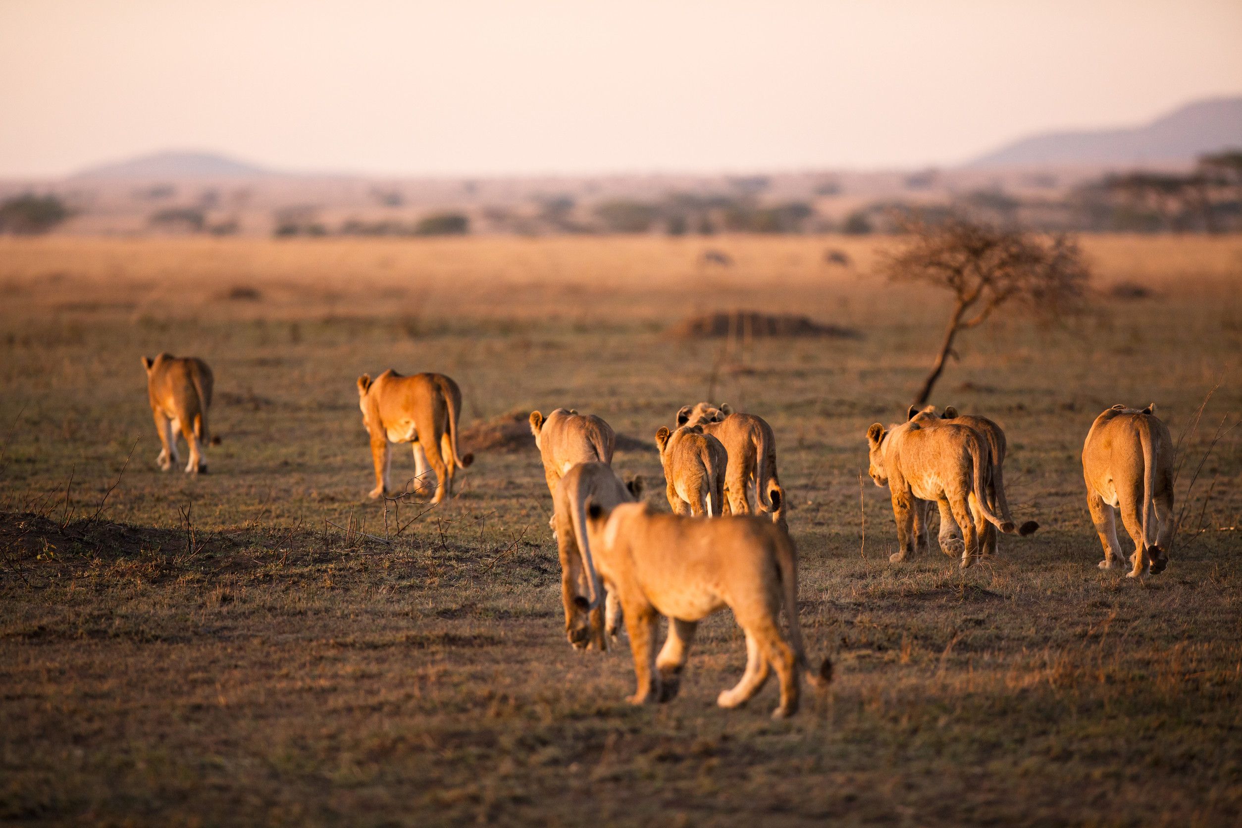 Lion Pride Walking A Early Morning In Serengeti Tanzania
