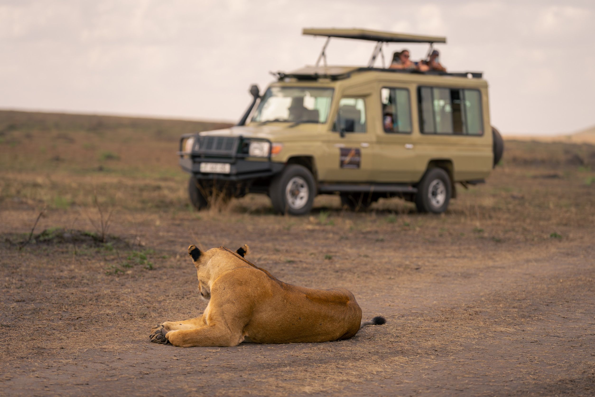 Lioness Lies Looking Back At Safari Truck