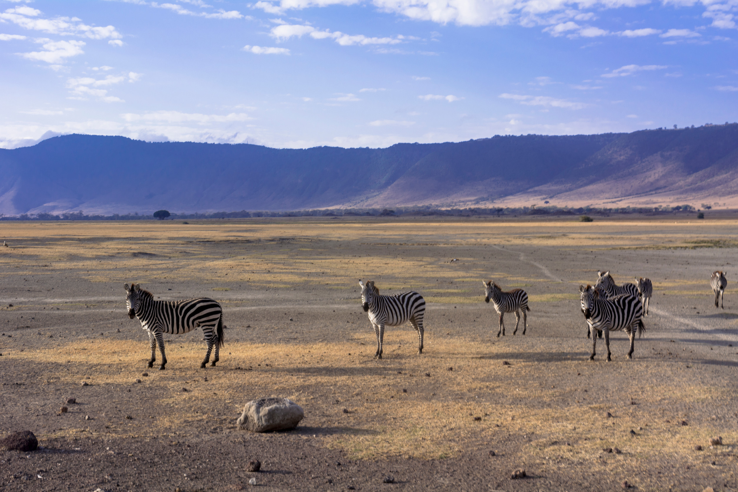 Maasai And Conservation Efforts