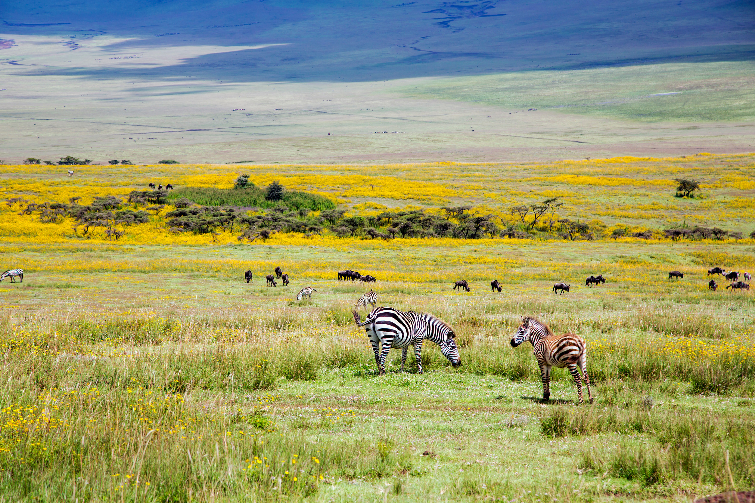 Ngorongoro Conservation Area