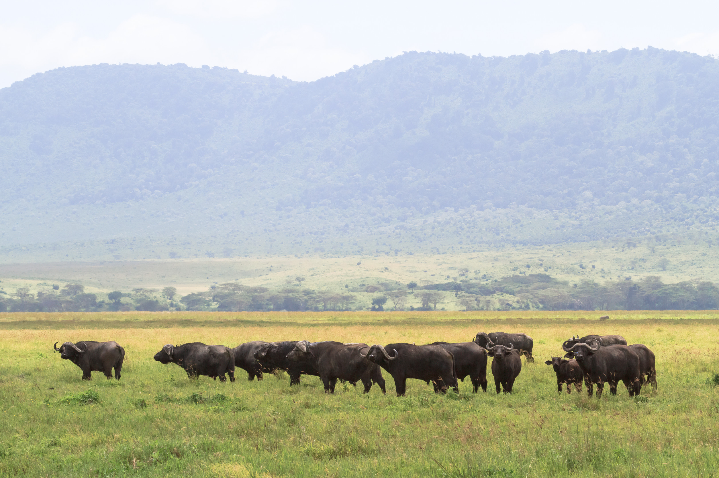 Ngorongoro Crater – The Most Reliable Big 5 Spotting