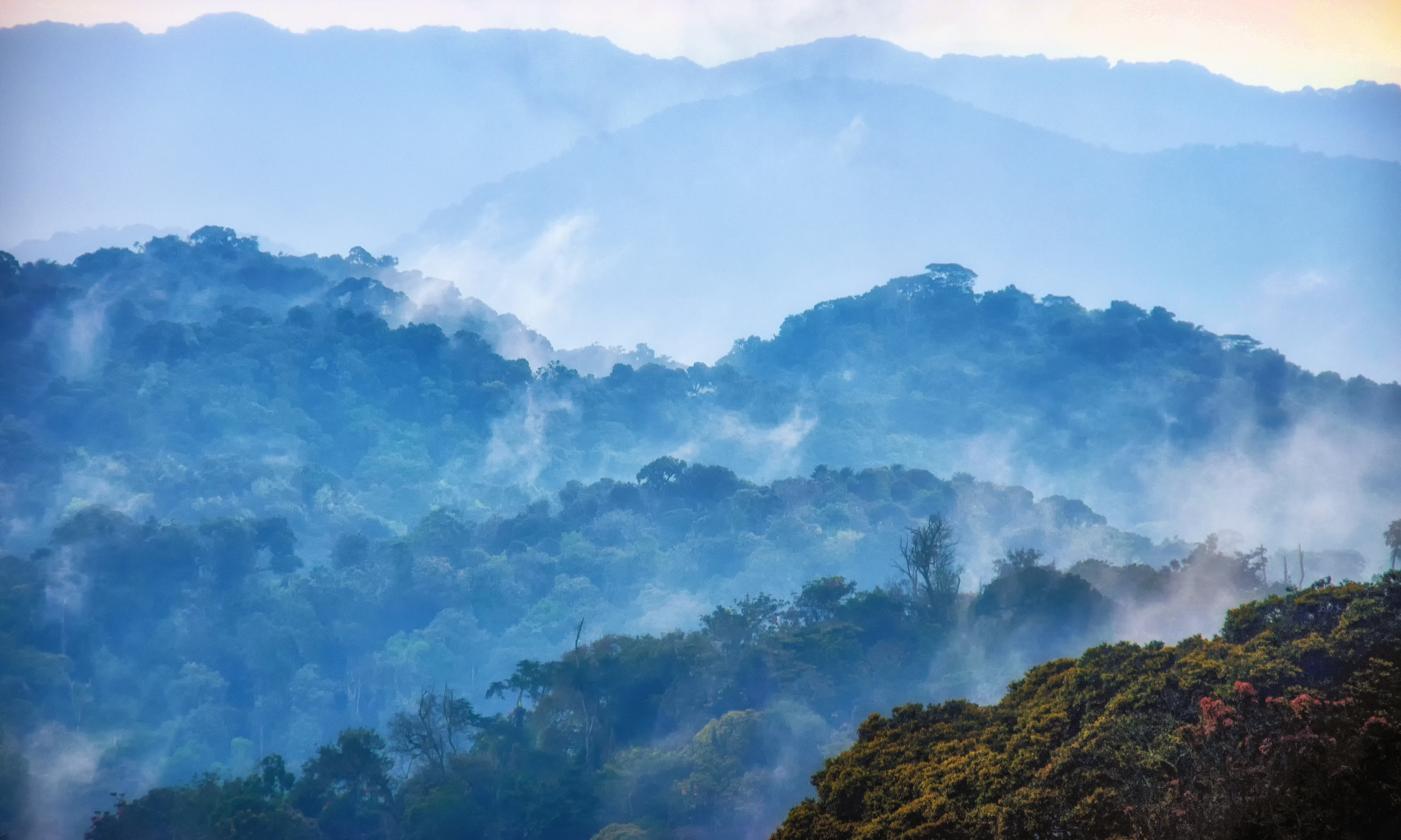Nyungwe Forest Chimpanzee Trekking & Canopy Walk