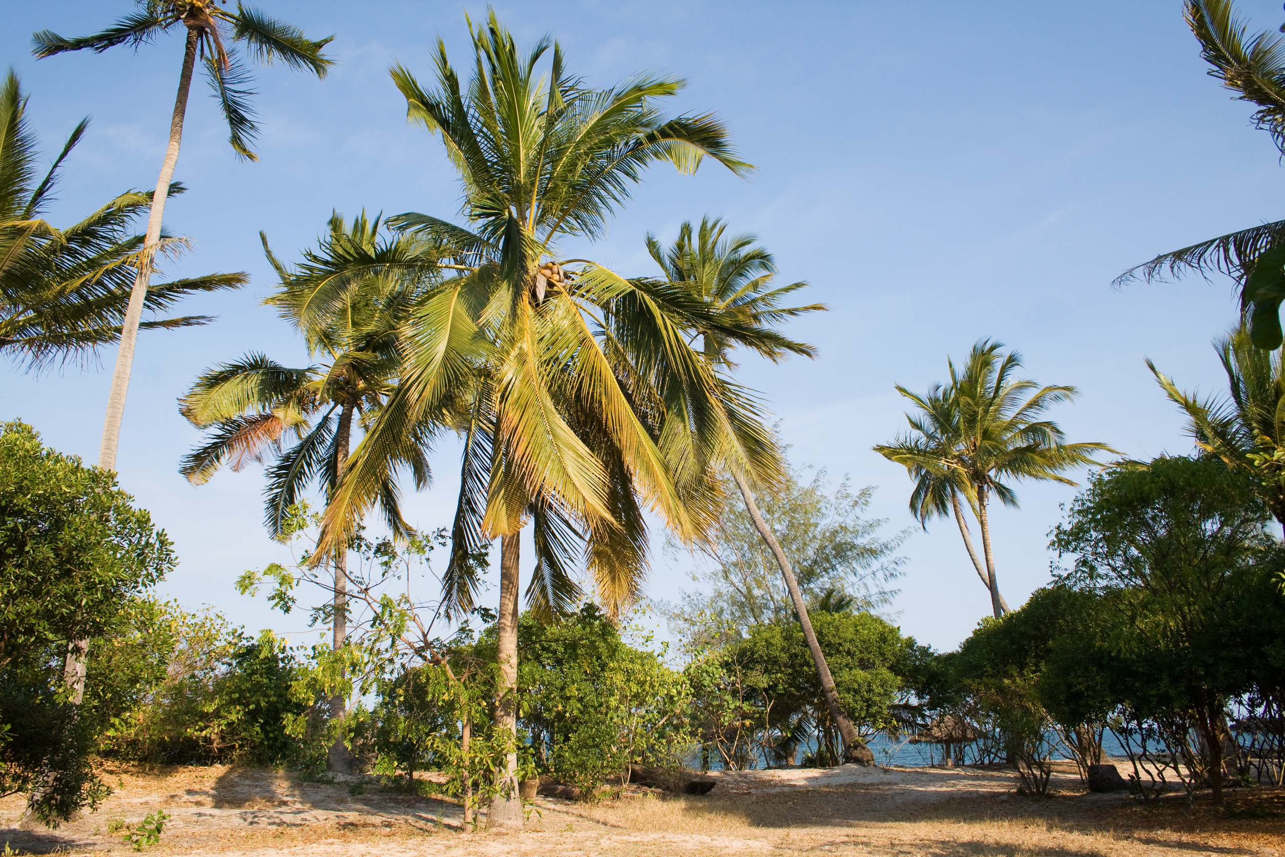Pangani