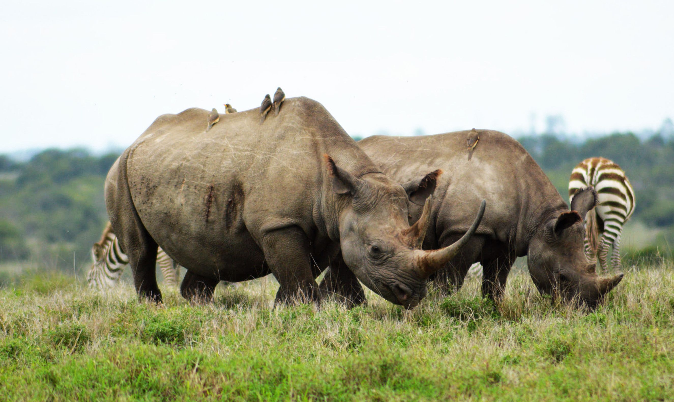 Rhinoceros In Serengeti National Park Tanzania