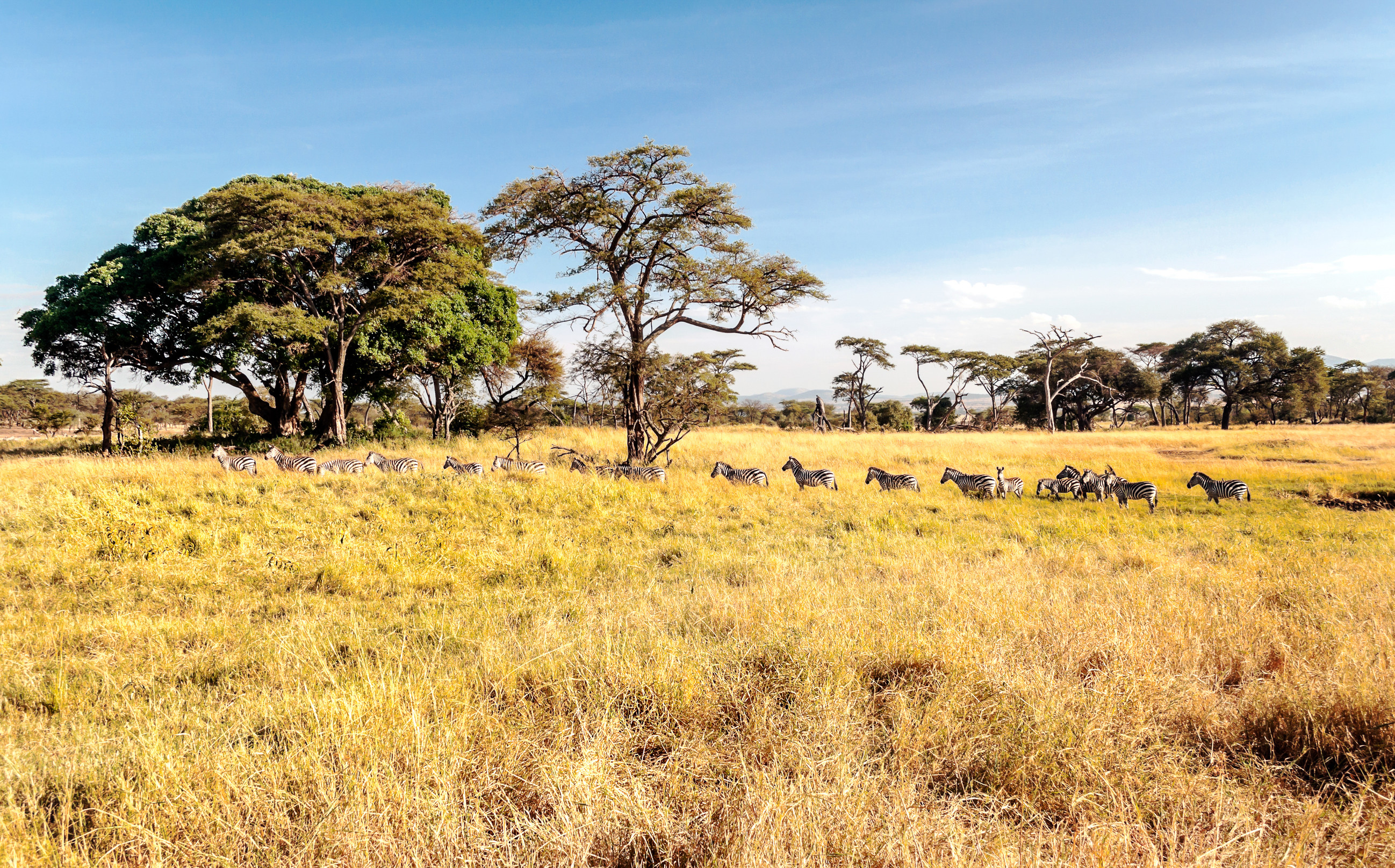 Ruaha & Selous National Parks