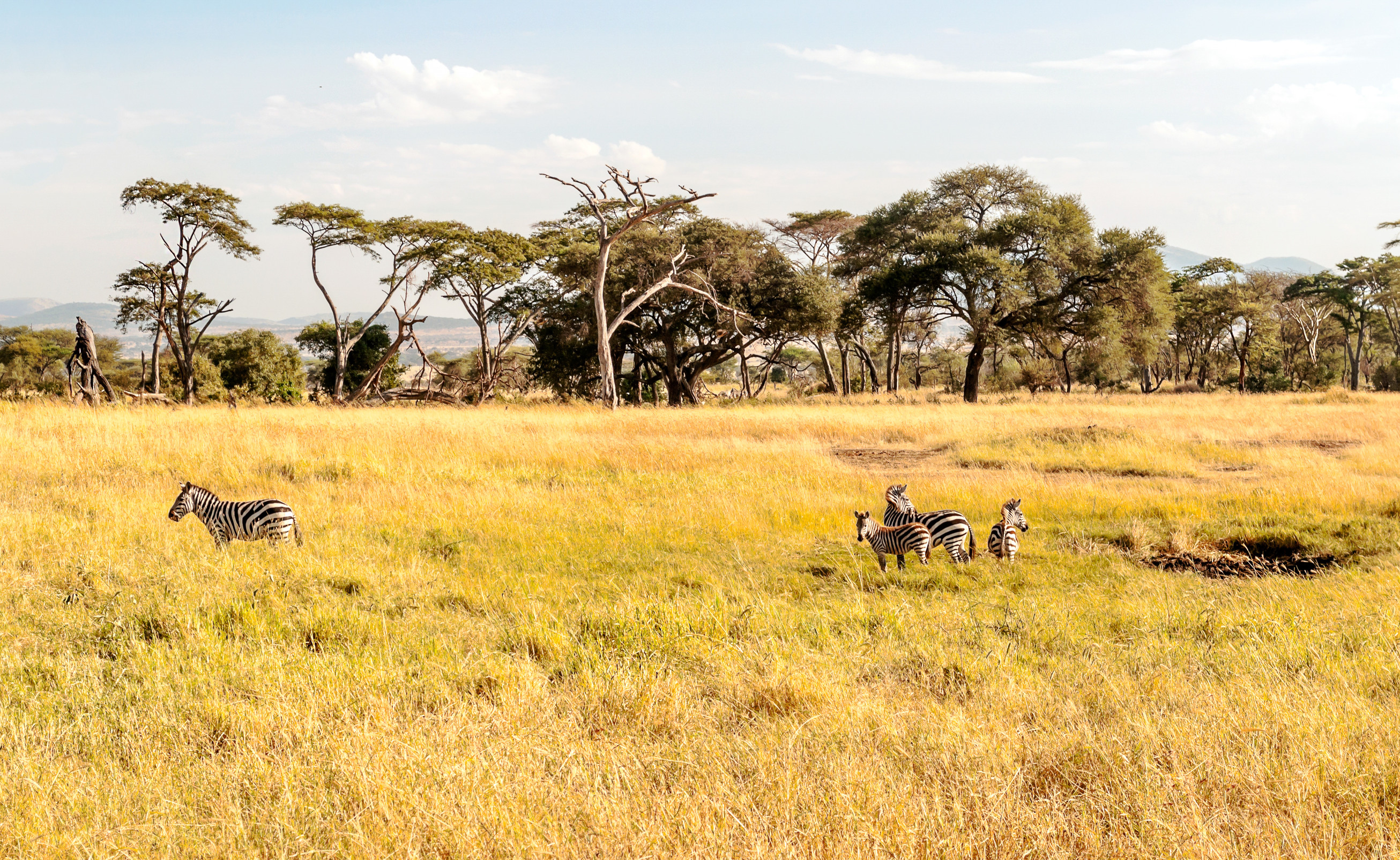 Ruaha National Park – Tanzania’s Hidden Safari Gemm