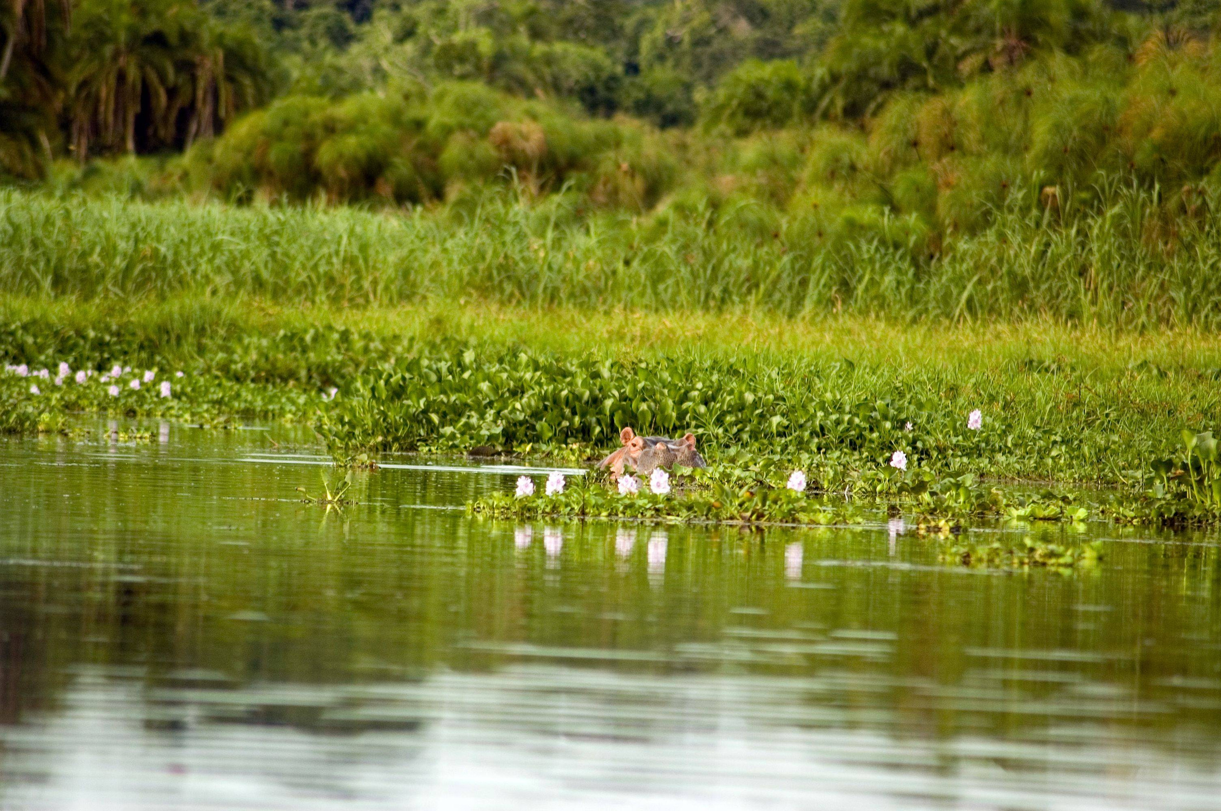 Rubondo Island National Park