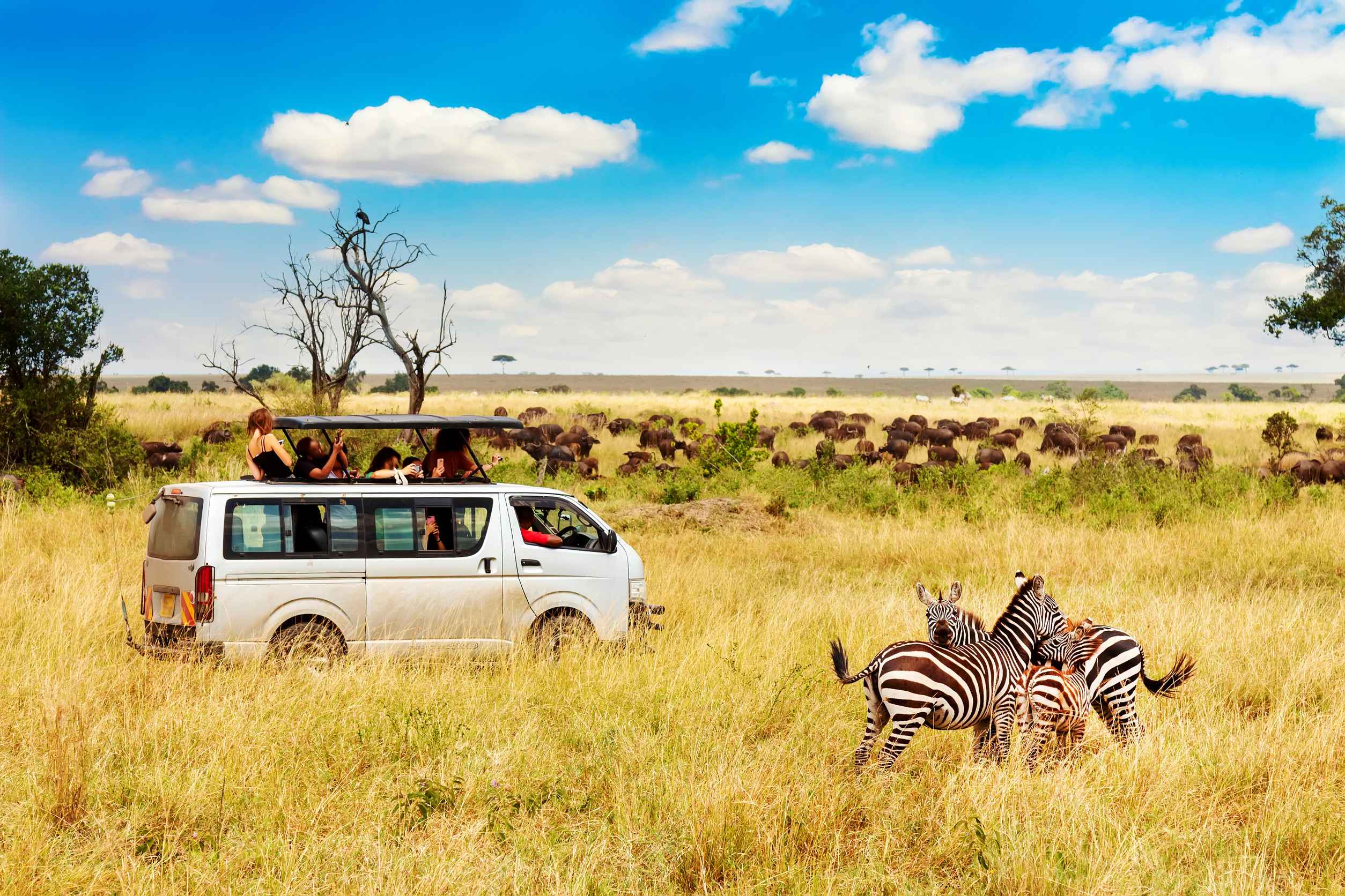 Safari Concept Zebra Couple With Safari Car In African Savannah Masai Mara National Park