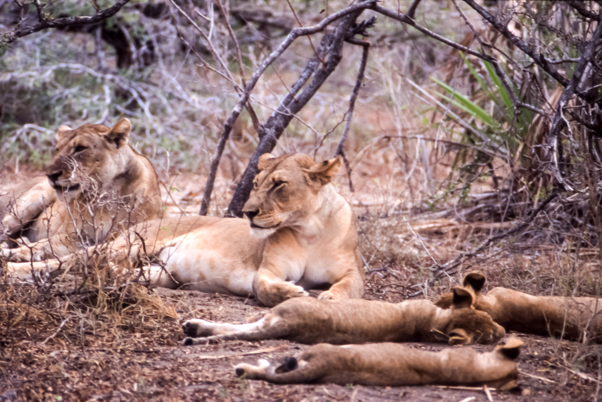 Selous Game Reserve (Now Nyerere National Park)