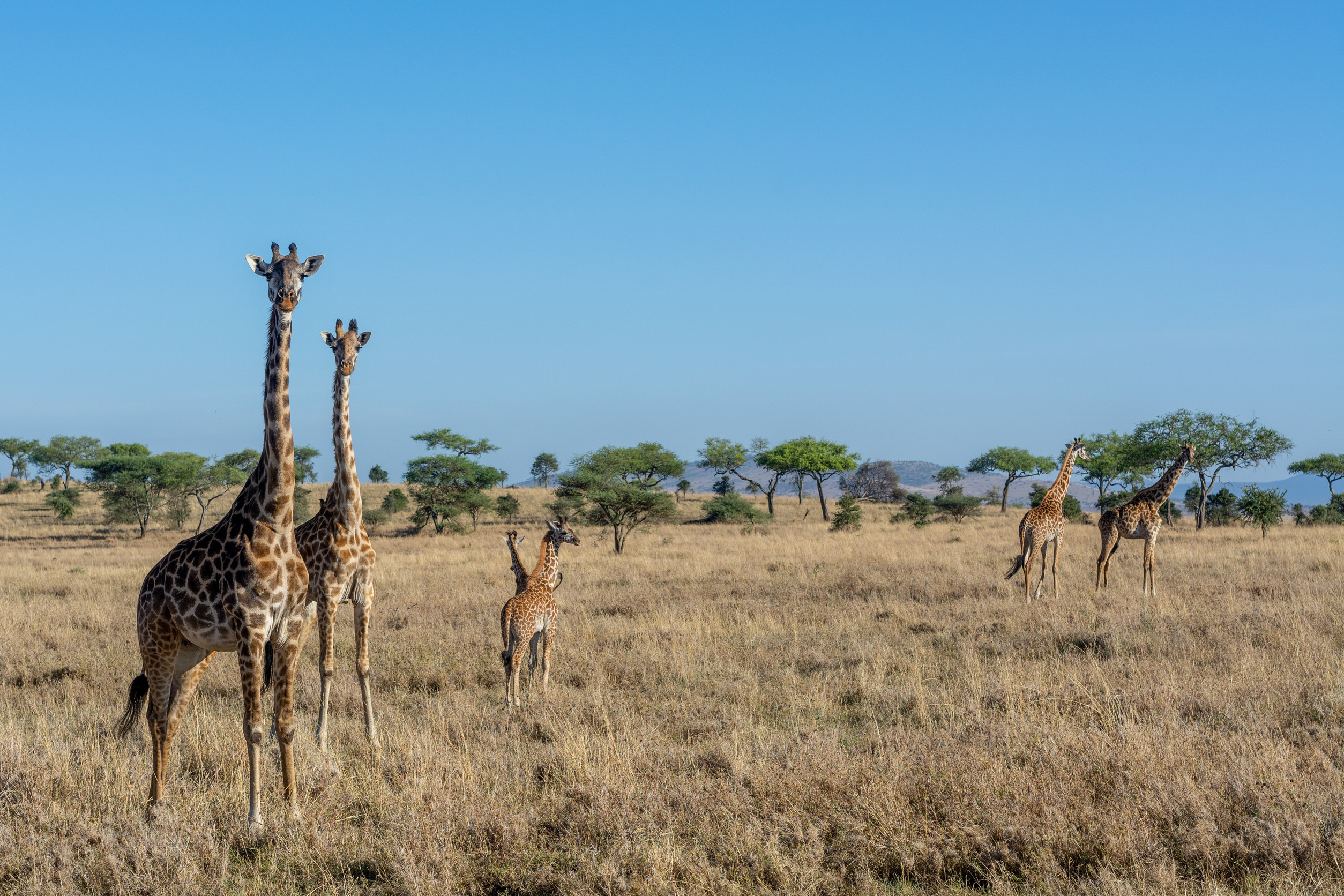 Serengeti National Park And Ngorongoro Crater