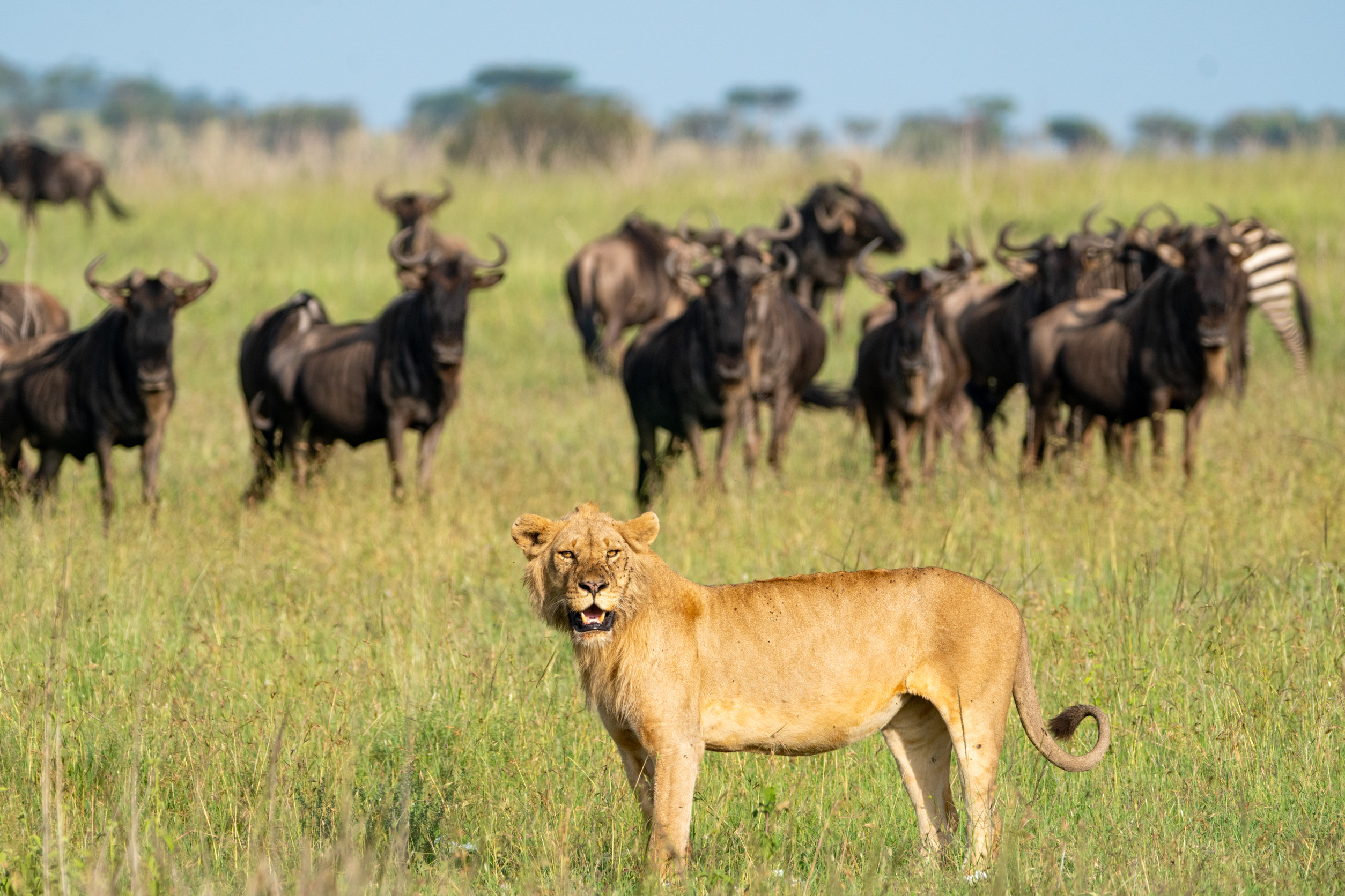 Serengeti National Park
