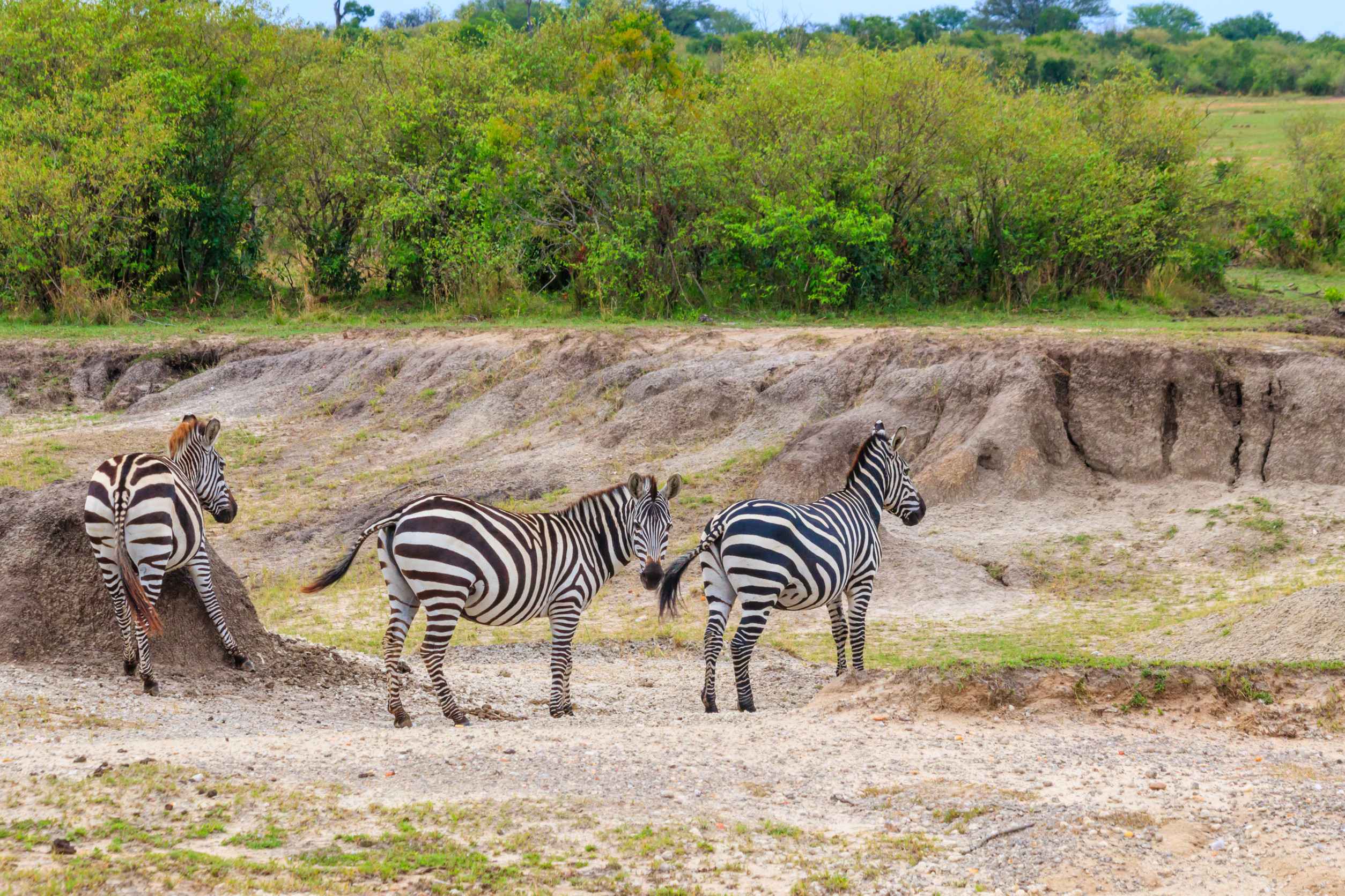 Tanzania eVisa for Austria Citizens