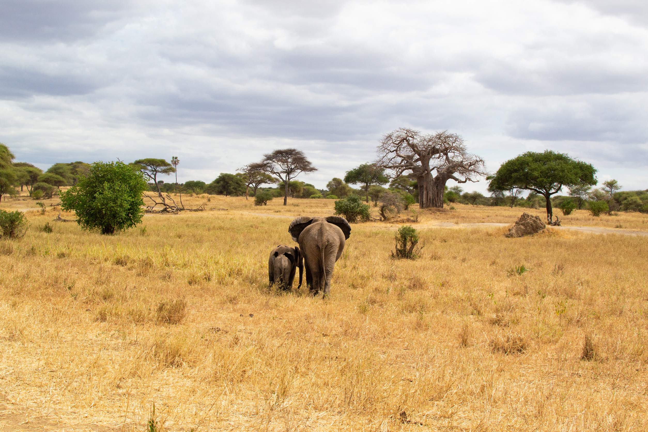 Tarangire National Park – Best for Elephant Sightings