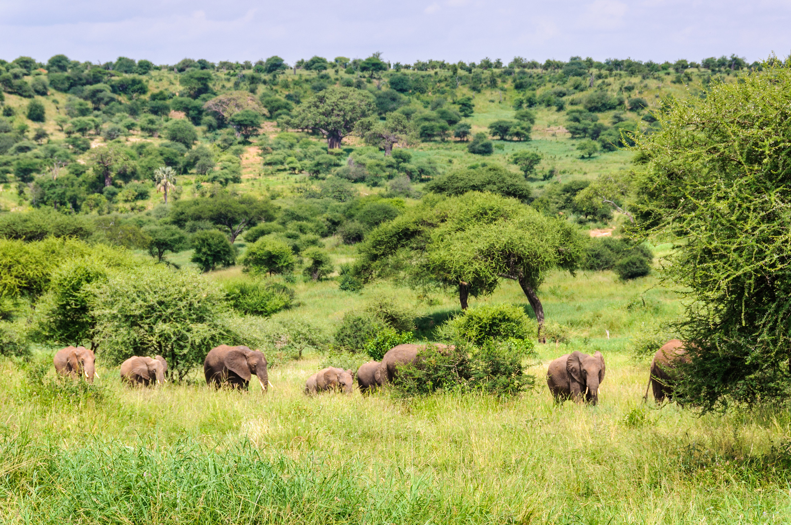 Tarangire National Park