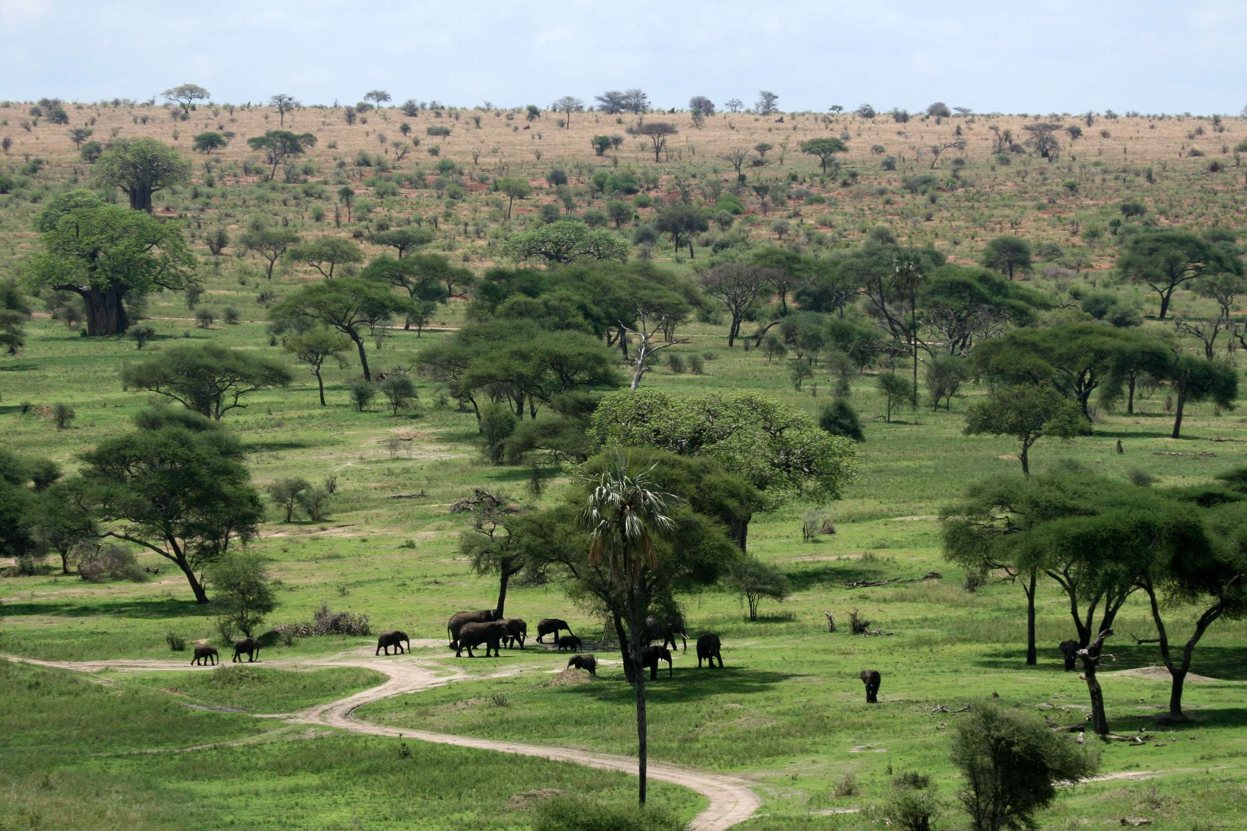 Tarangire National Park Wildlife Reserve In Tanzania Africa