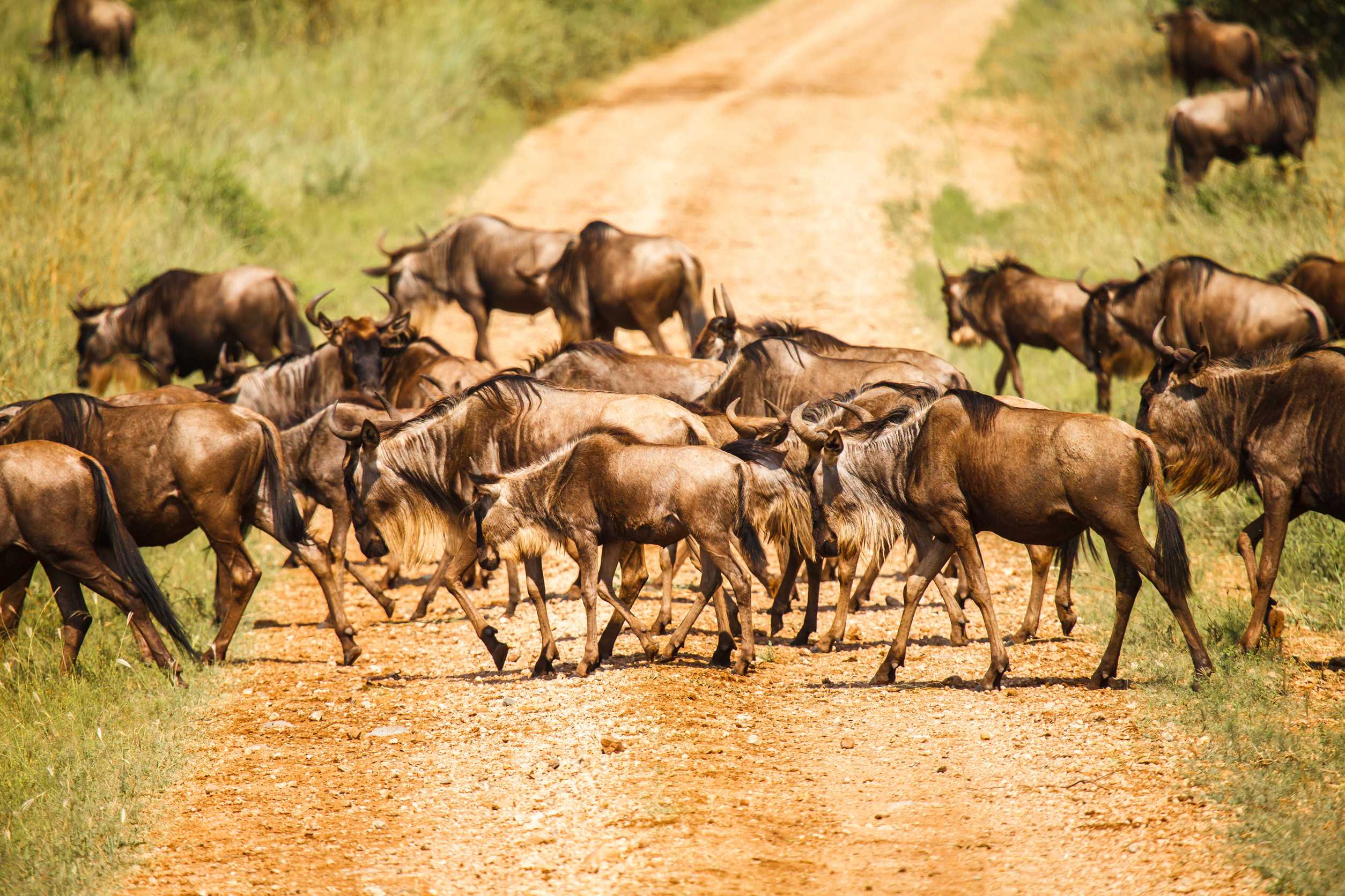 The Great Migration Of The Wildebeest In Tanzania