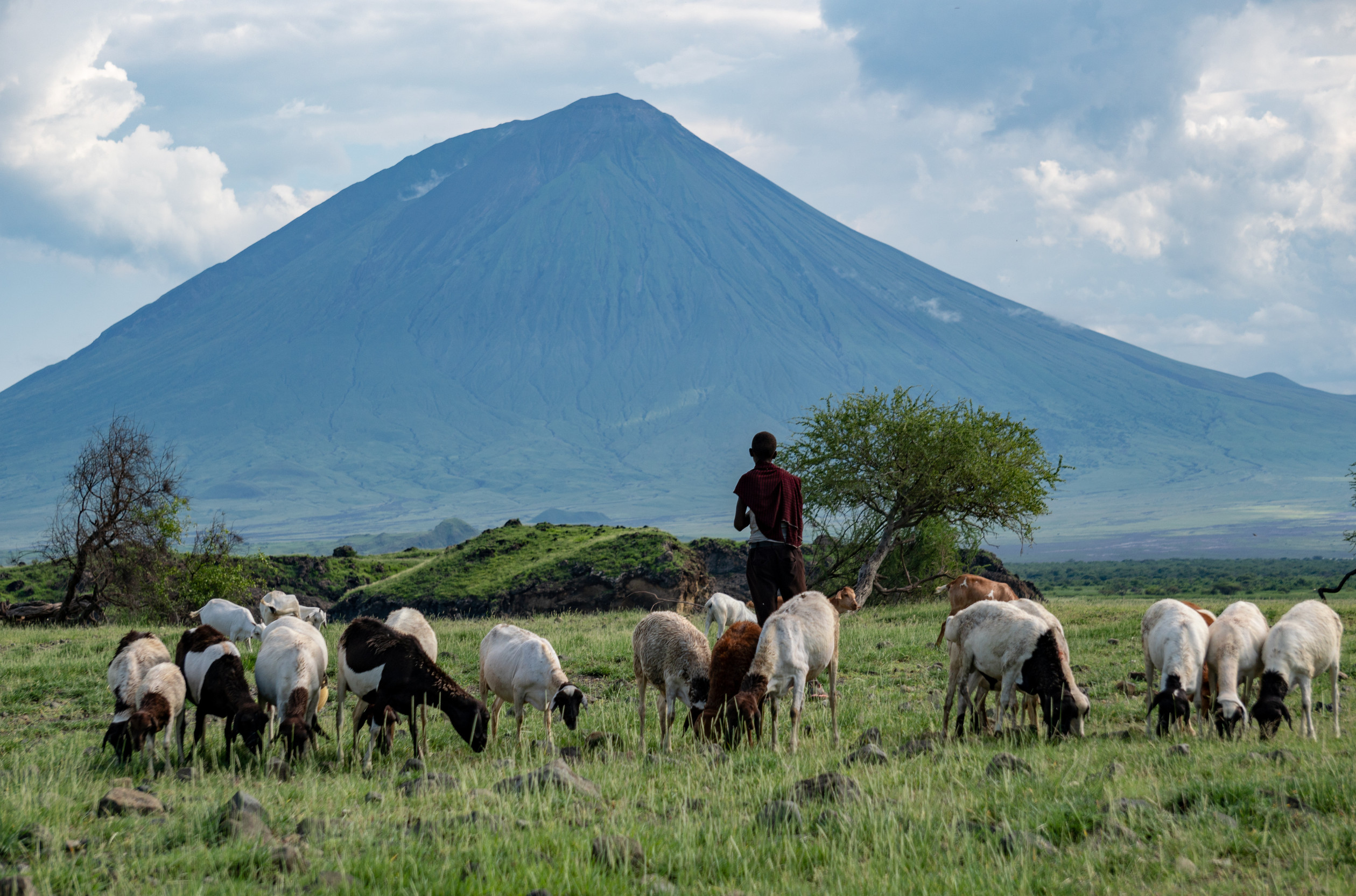 The Role Of Cattle In Maasai Life