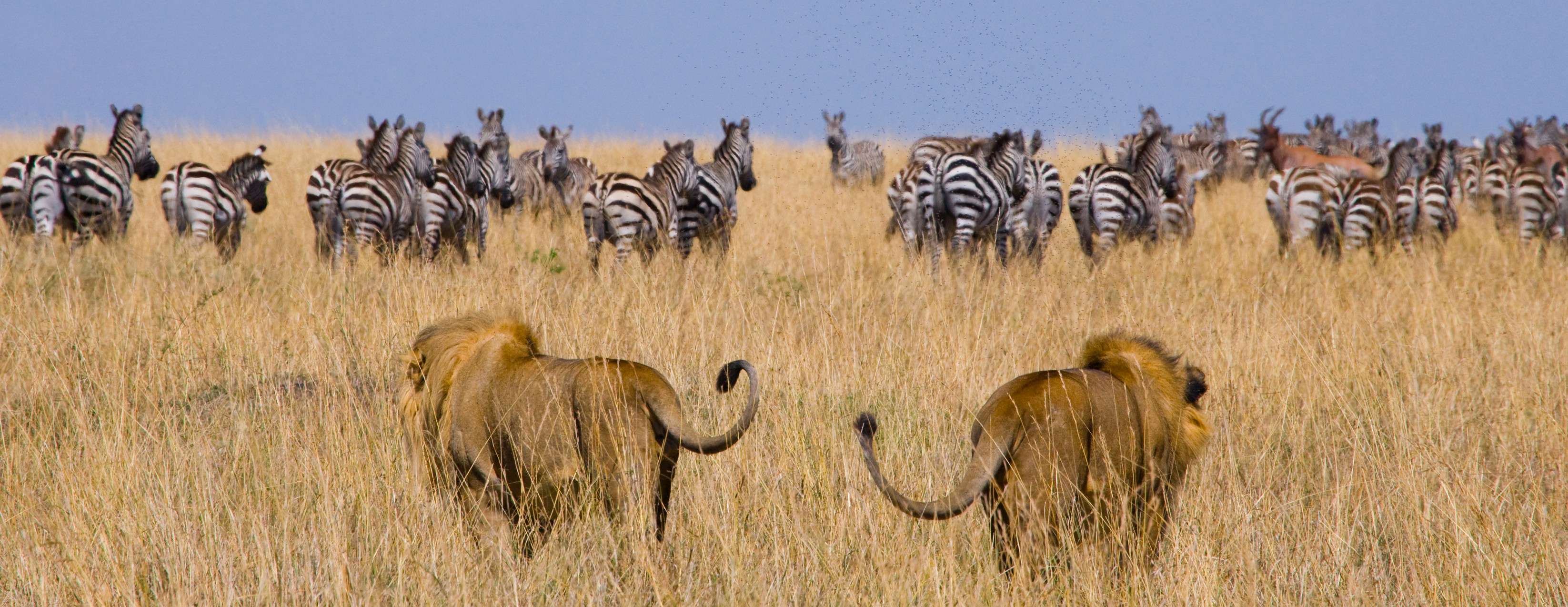 How to Explore Tanzania? Ultimate e-Visa Guide, Travel Tips and So On!