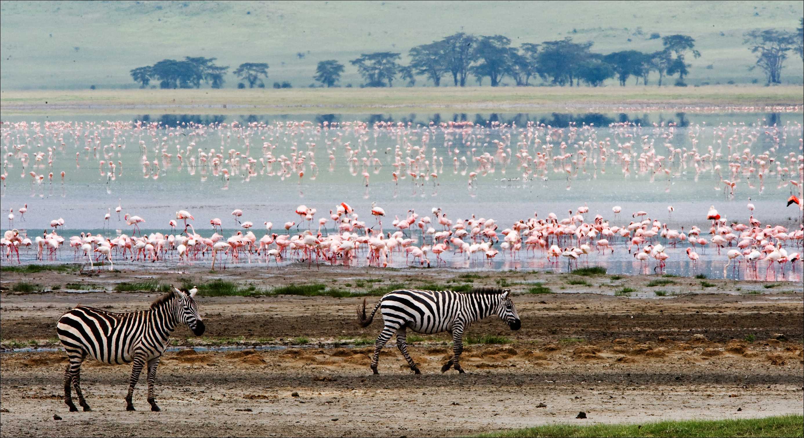 Two Zebras And Flamingo Two Zebras Go On Coast Of Lake From A Flamingo