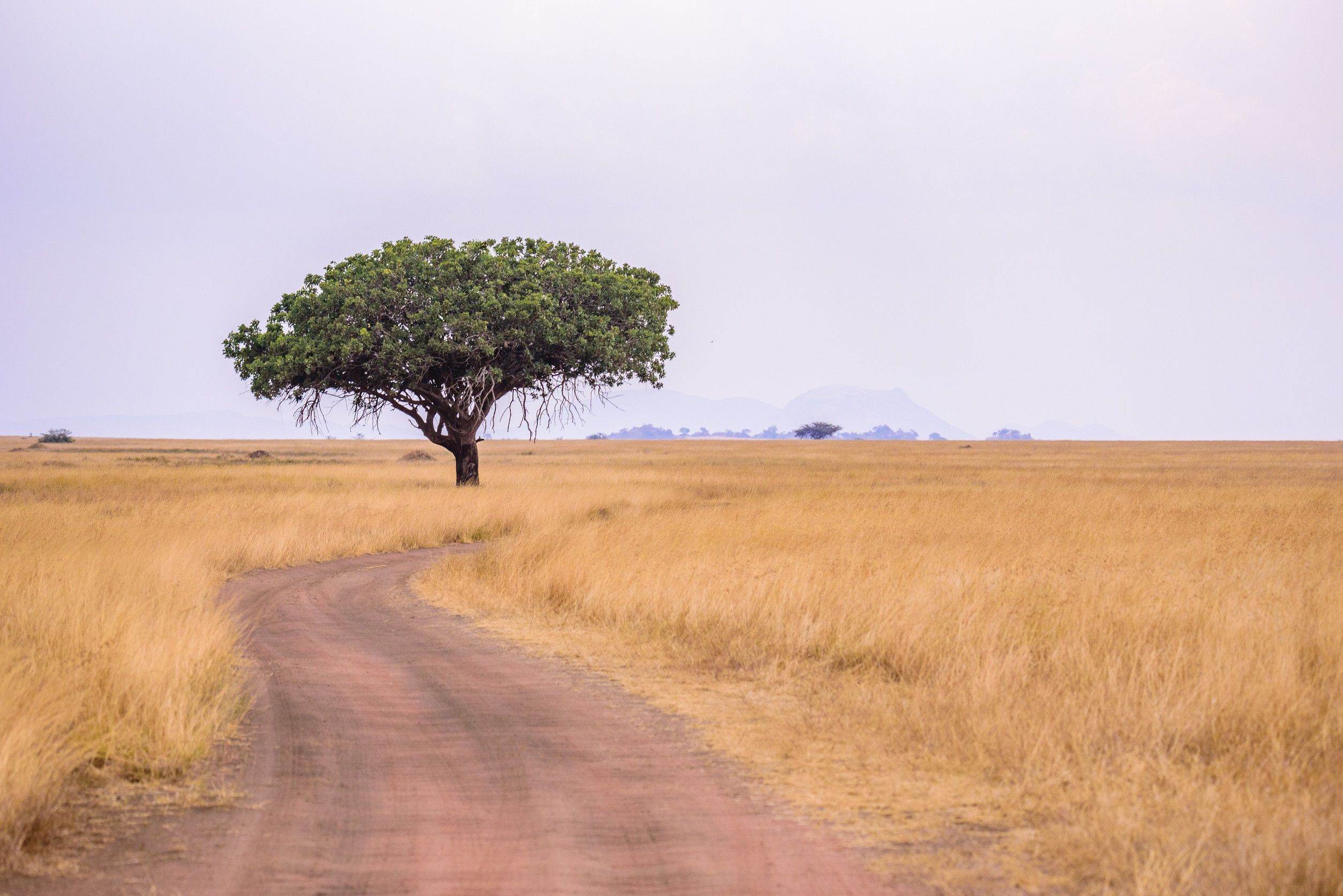 View Of Serengeti National Park