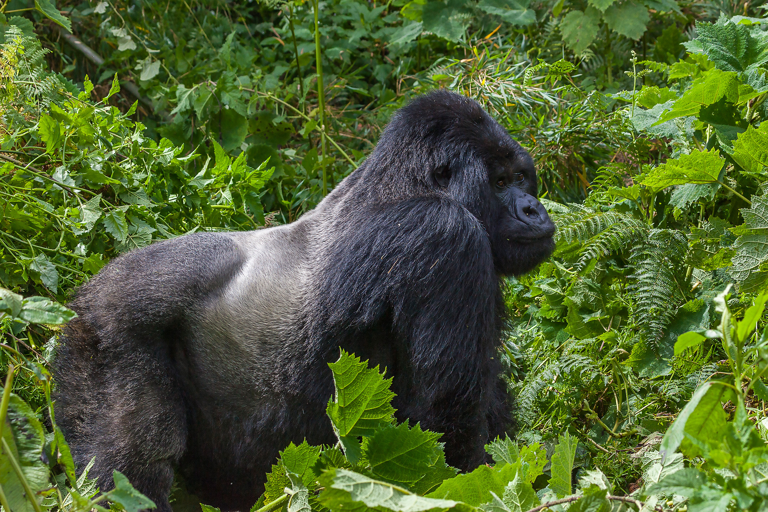 Volcanoes National Park Gorilla Trekking