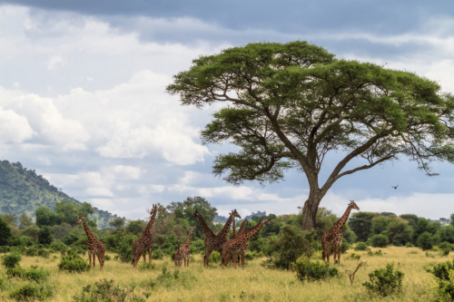Tanzania Visa Tips For Wildlife Enthusiasts