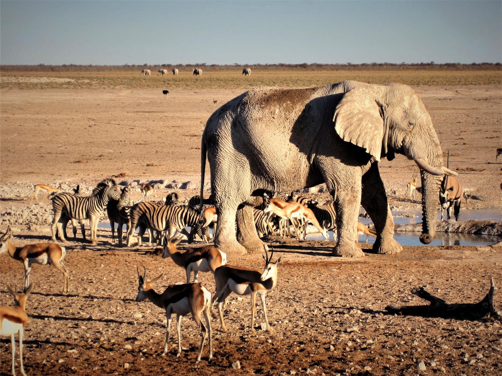 The Serengeti Ecosystem