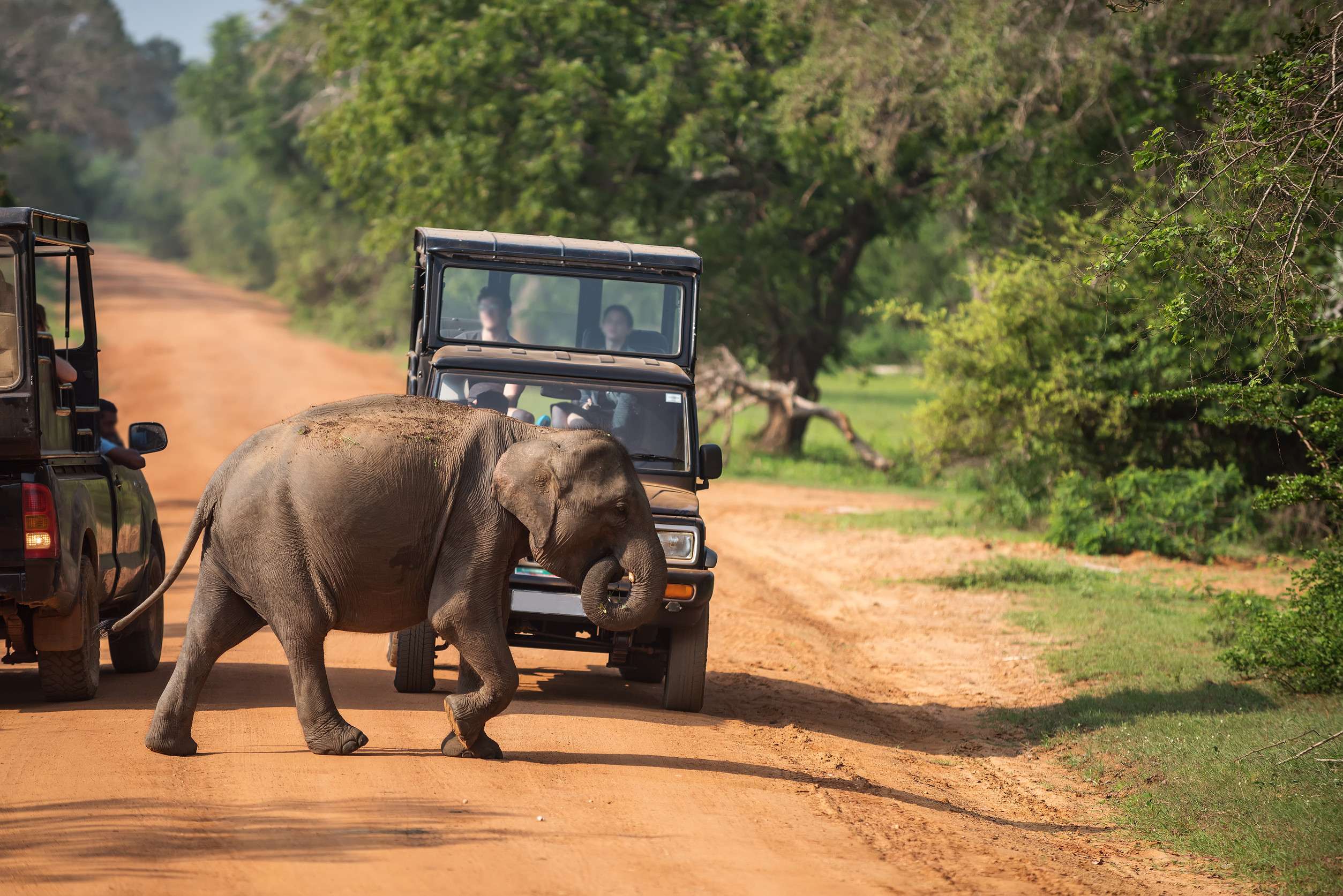 Wildlife Safari At The Serengeti National Park In Tanzania