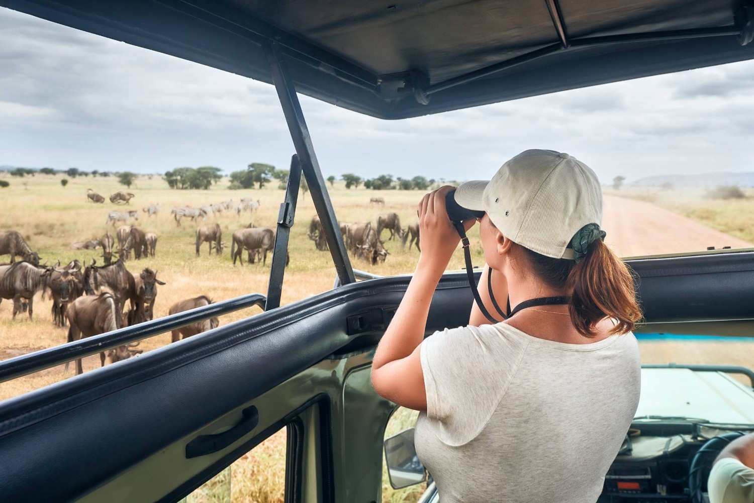 Woman Tourist During Safari In Serengeti National Park Tanzania