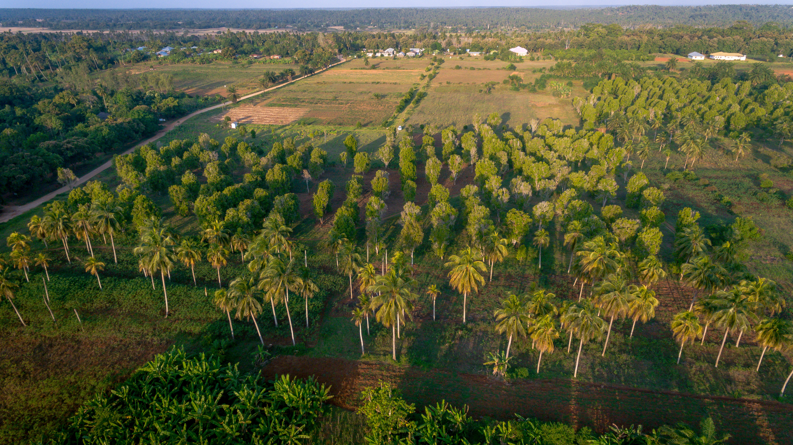 Zanzibar Spice Farm Tours